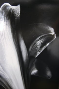 Foto di Sabattier fiore in primo piano