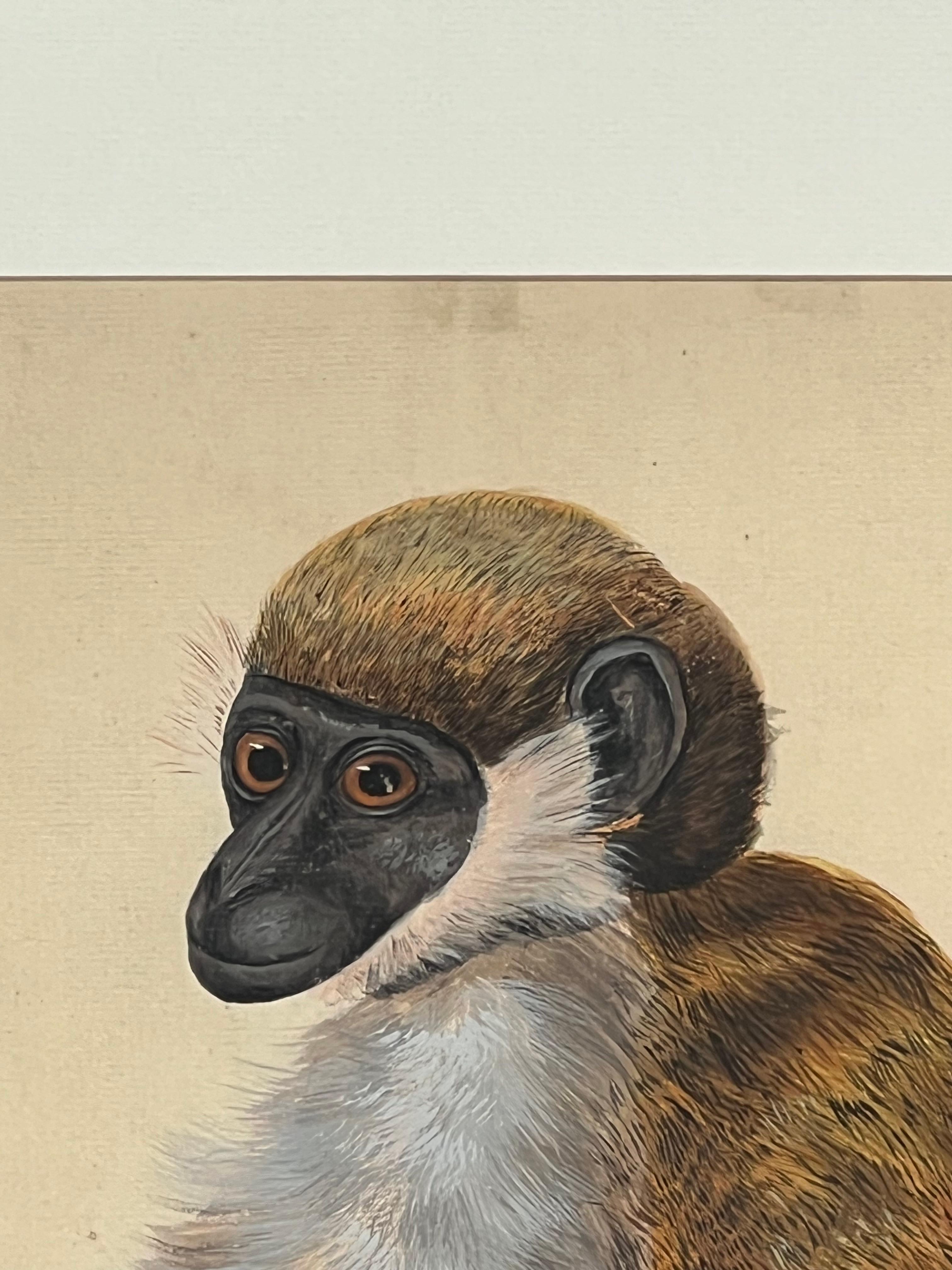 Rendu animalier naturaliste précoce d'un singe capuchon possible - Naturalisme Art par Peter Paillou