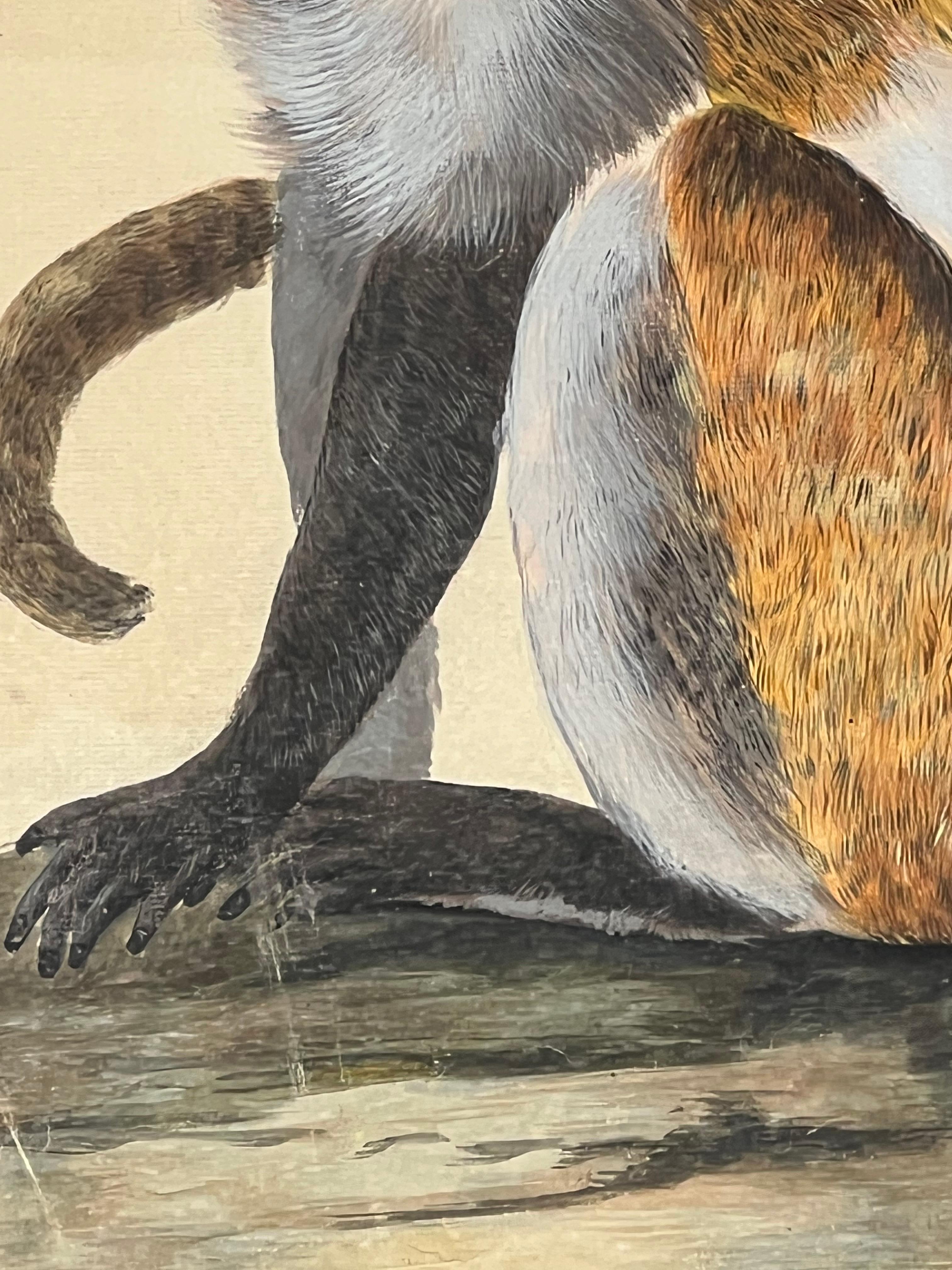 spider monkey for sale houston