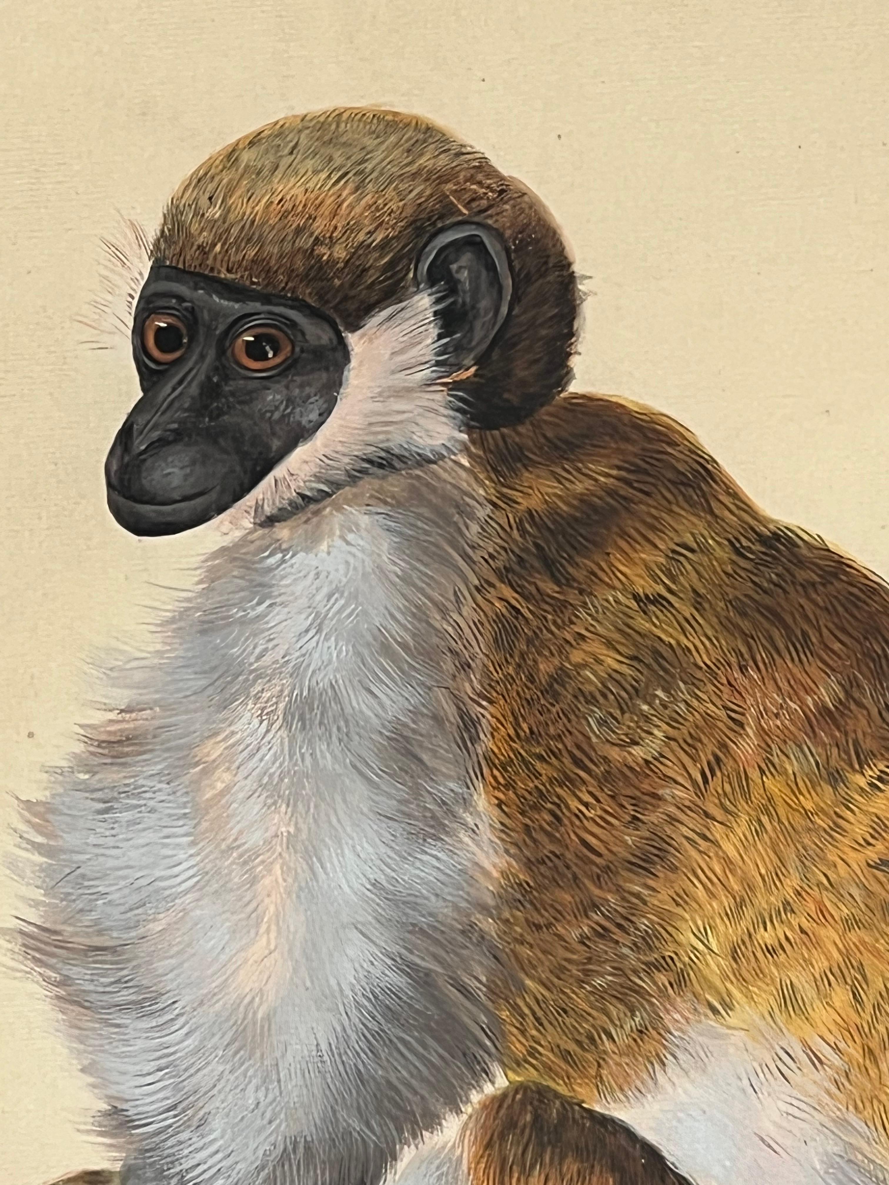 Early Naturalistic Wildlife Animal Rendering of a Possible Capuchin Monkey For Sale 2