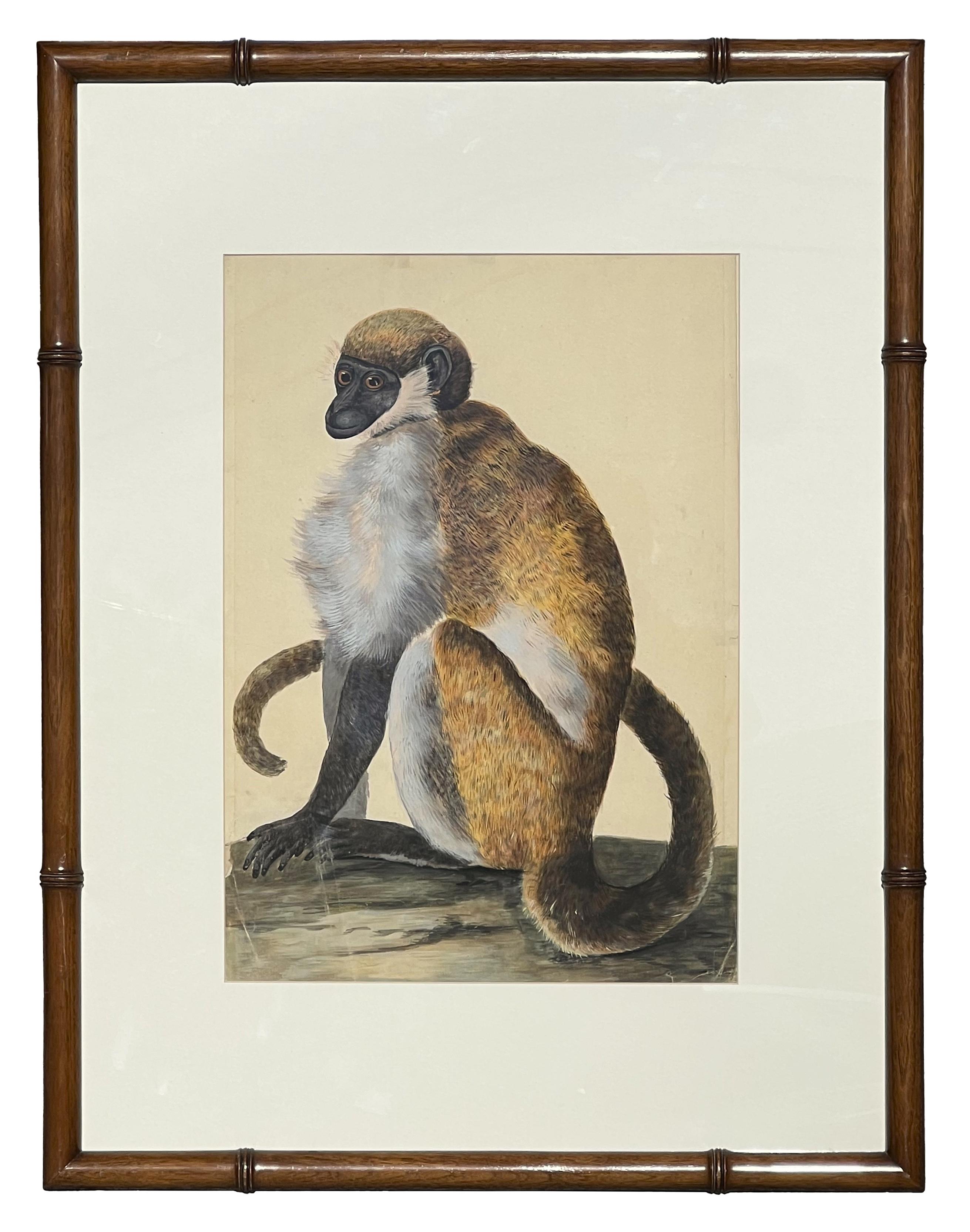 Animal Art Peter Paillou - Rendu animalier naturaliste précoce d'un singe capuchon possible