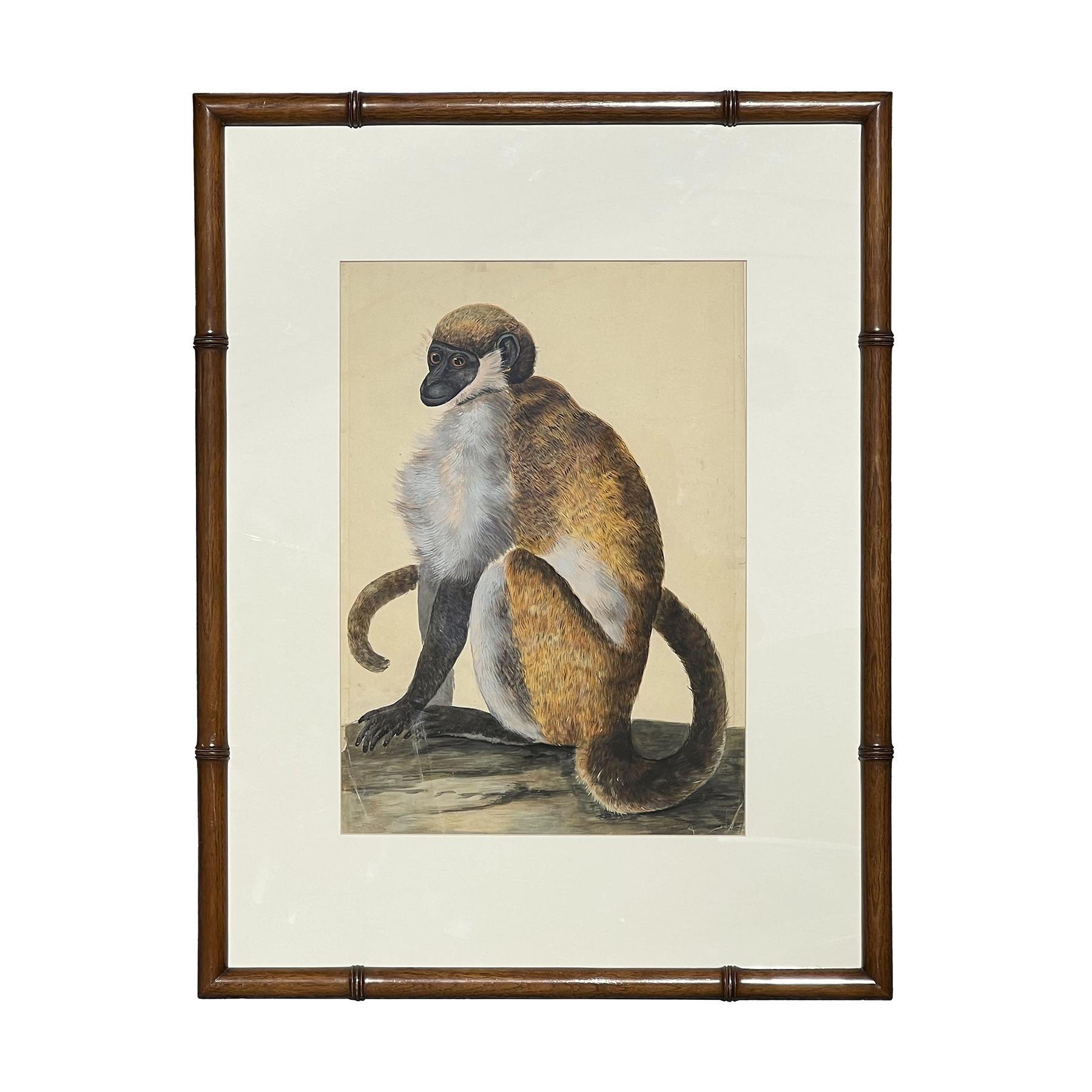 Rendu animalier naturaliste précoce d'un singe capuchon possible - Art de Peter Paillou