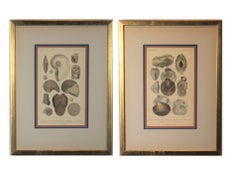 Set of Conch and Clam Shell Engravings from an 18th century Text