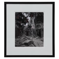 "Strangler Fig Tree" Ta Prohm, Cambodia Black and White Landscape Photograph