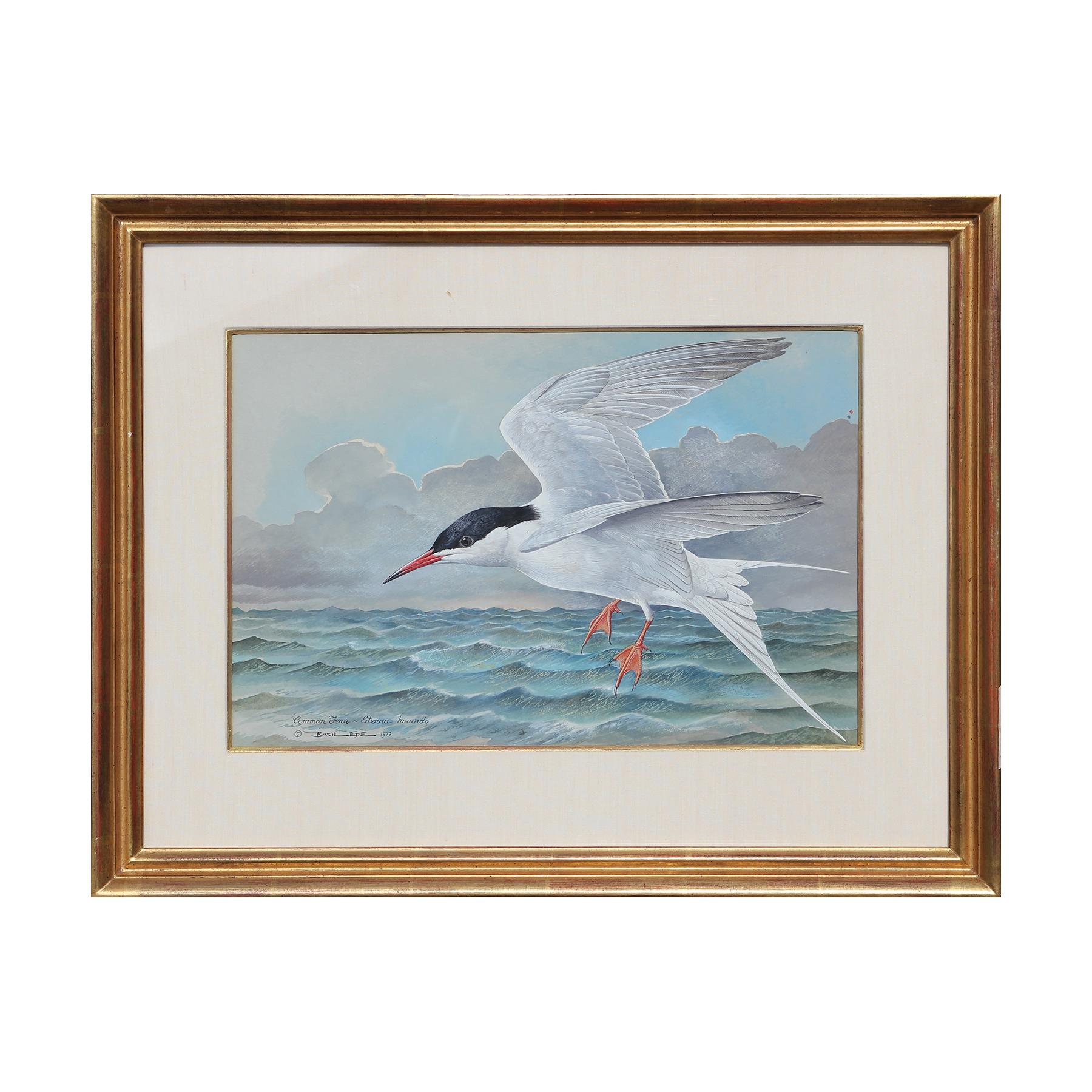 Basil Ede Animal Painting - "The Common Tern" Bird Watercolor Painting