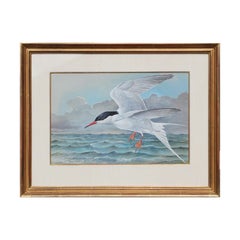 "The Common Tern" Bird Watercolor Painting
