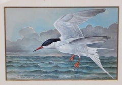 "The Common Tern" Bird Watercolor Painting