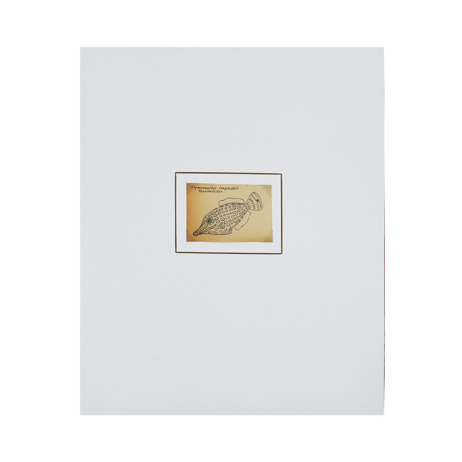 Dessin scientifique d'un Filefish orange tacheté - Art de David and Natasha Deighton