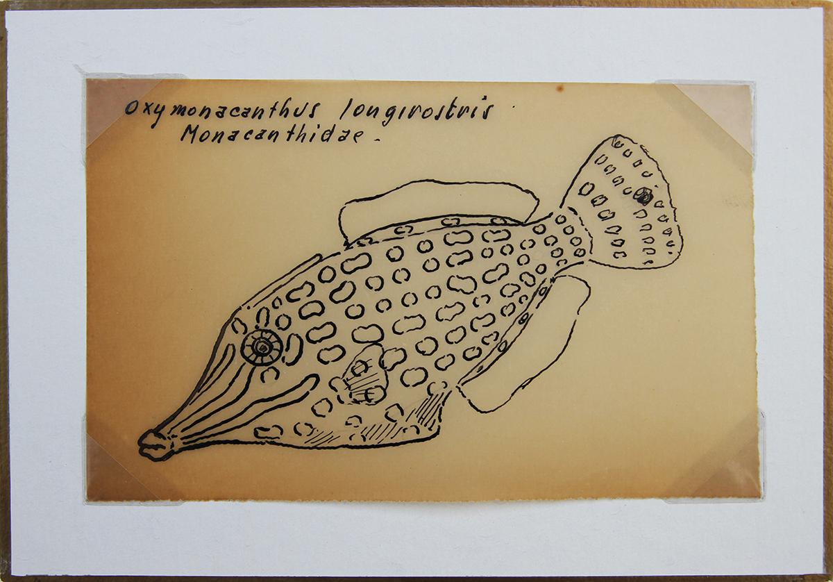 Dessin scientifique d'un Filefish orange tacheté - Naturalisme Art par David and Natasha Deighton