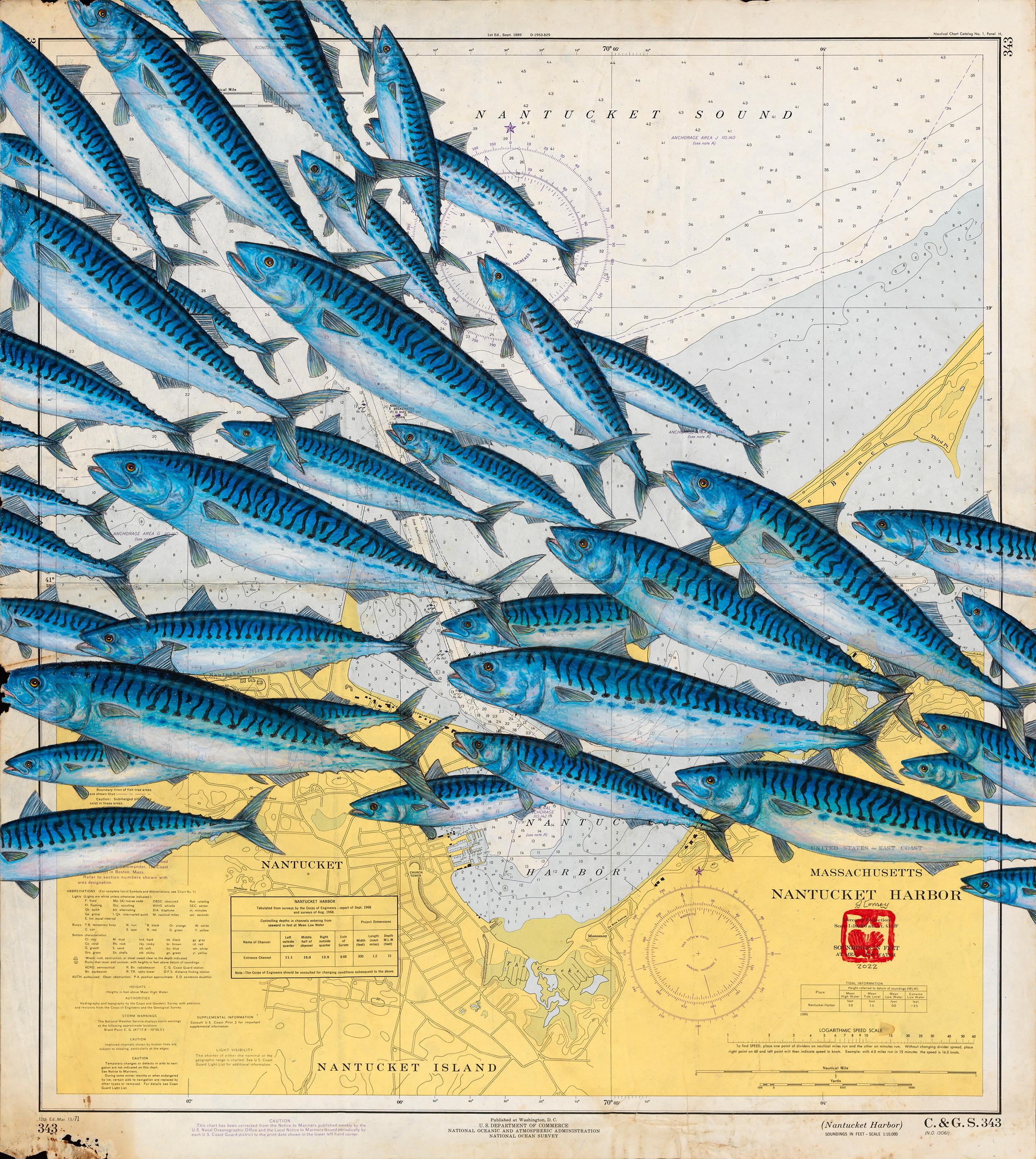 Animal Painting Jeff Conroy - Sac à maquereaux de Nantucket - Une foule de maquereaux sur une carte nautique vintage
