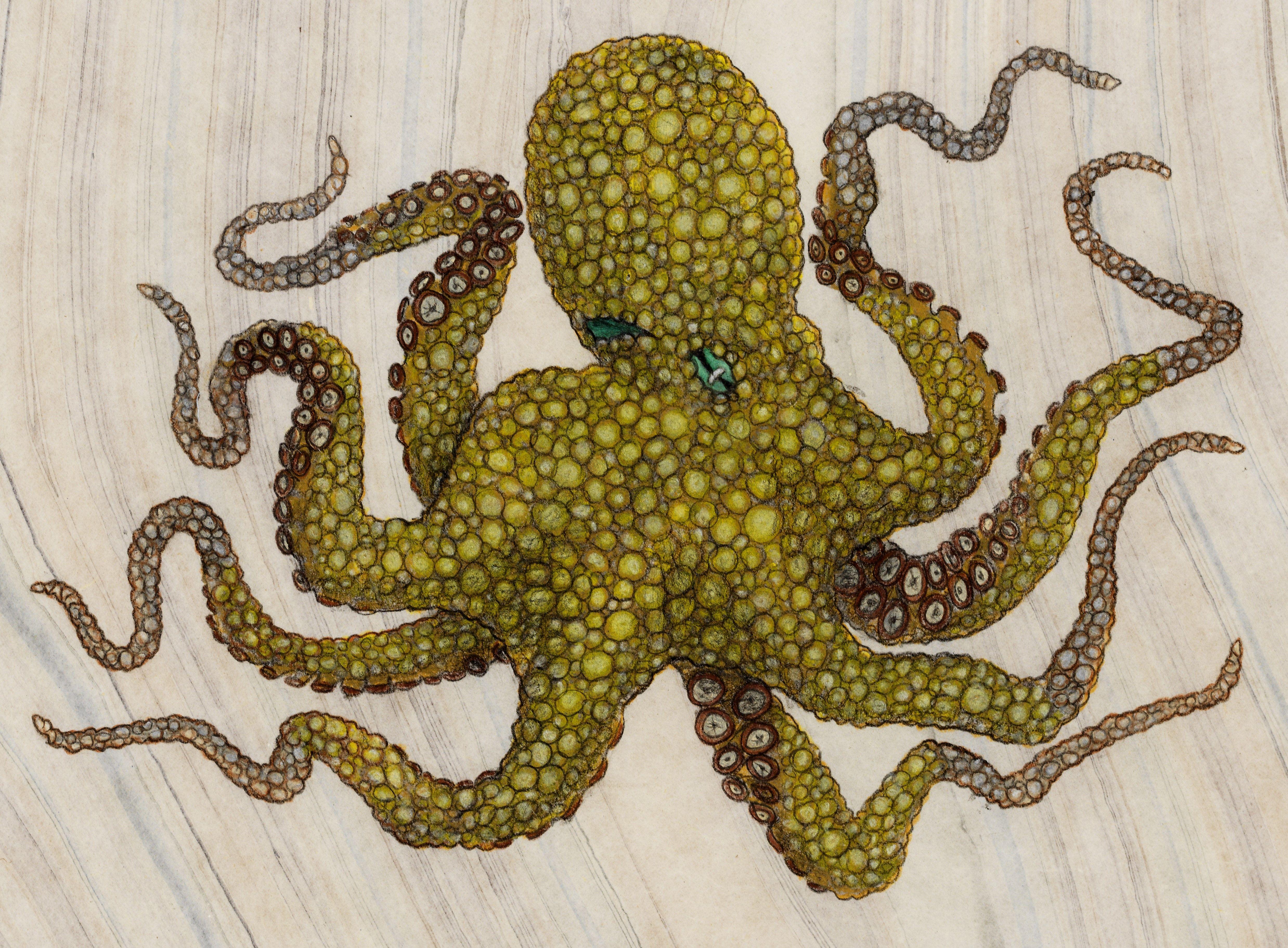 colour of octopus