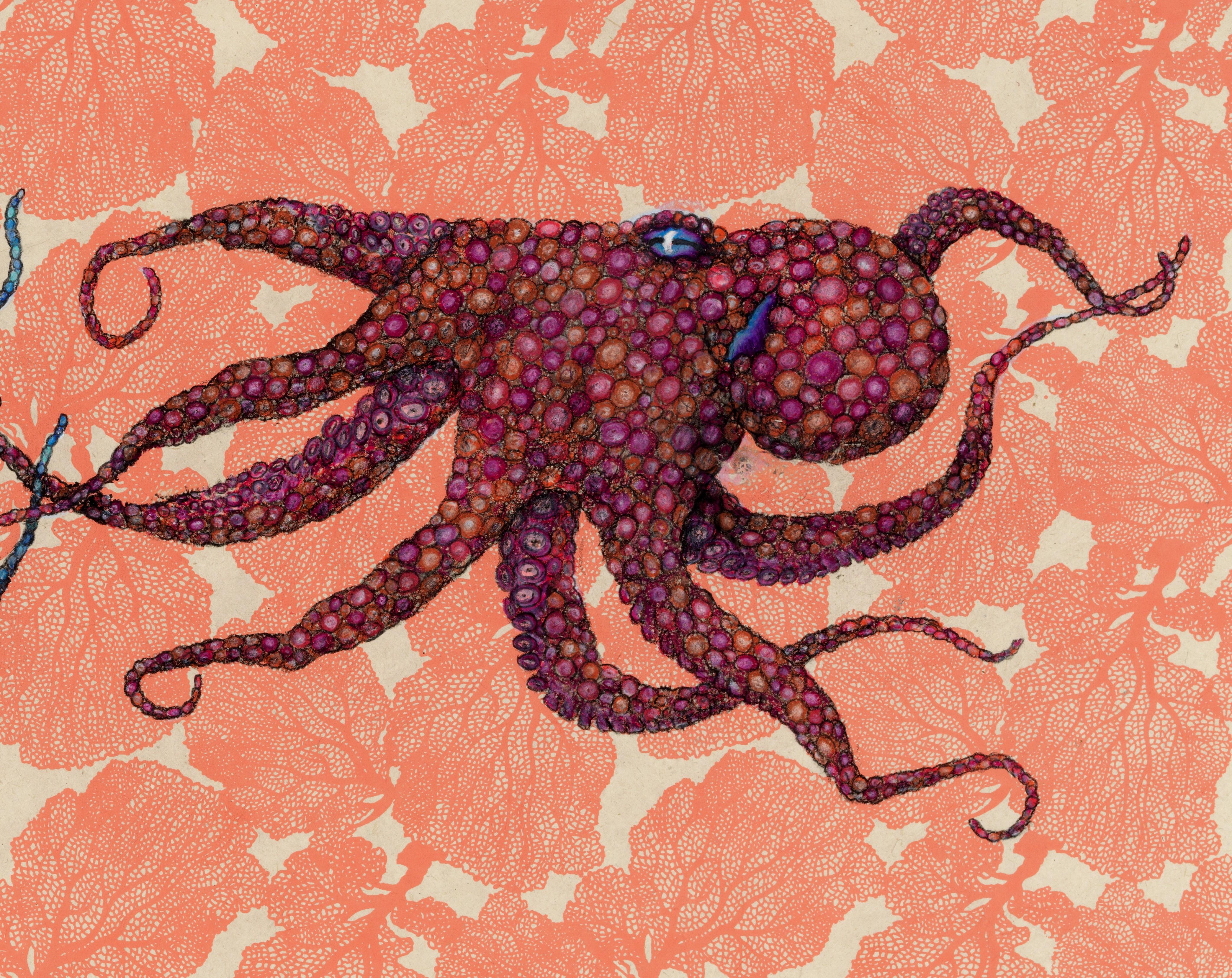 Éventail de mer - Bleu rencontre le rouge - Peinture à l'encre Sumi de style Gyotaku représentant un octope  - Art de Jeff Conroy