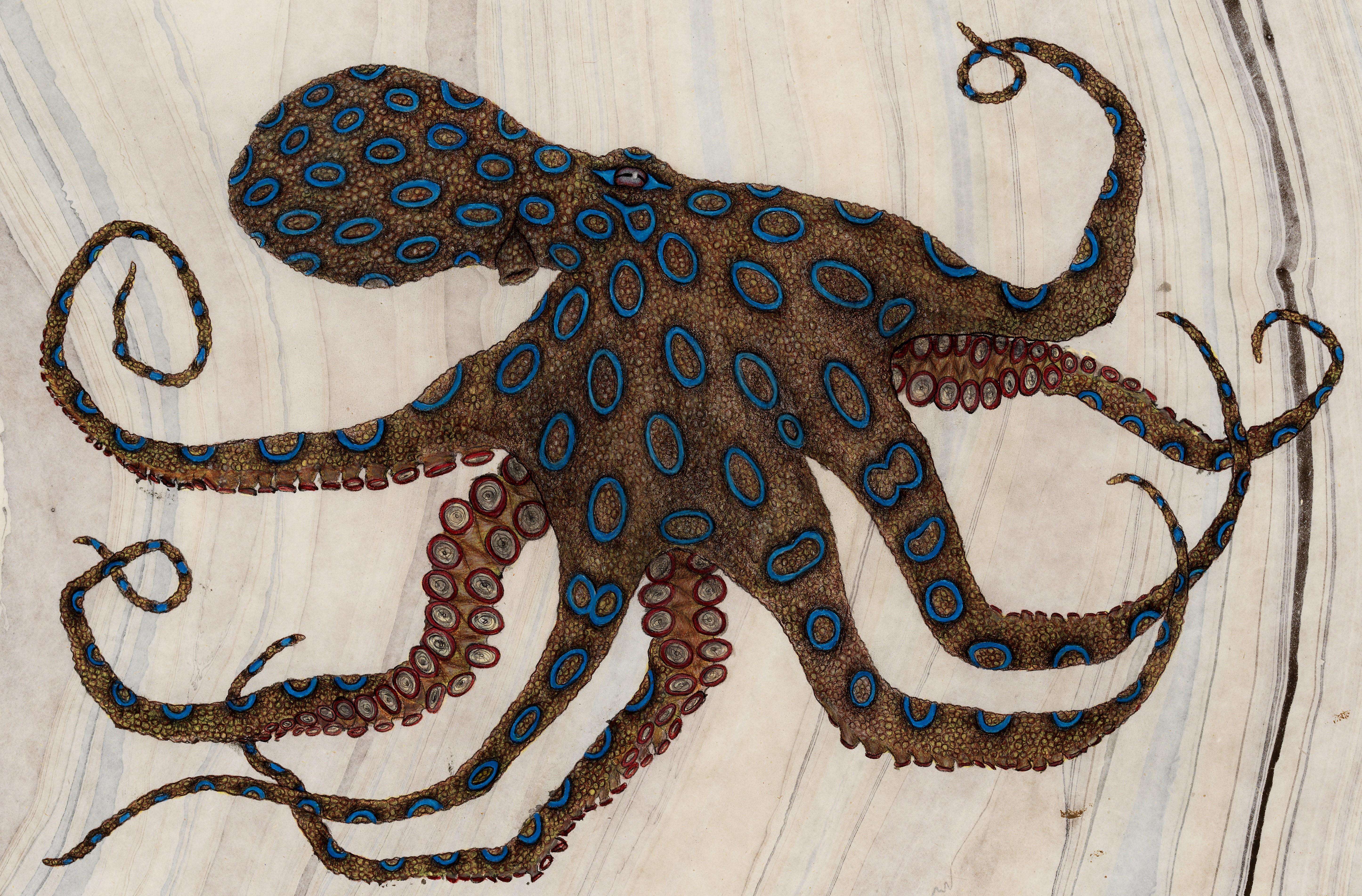 A small octopus is inked in the Japanese style of Gyo-Taku print making.  Using sumi ink to 
