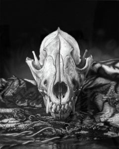 Amicus Optimus Hominis (Study)  - Still Life Drawing of Animal Skull