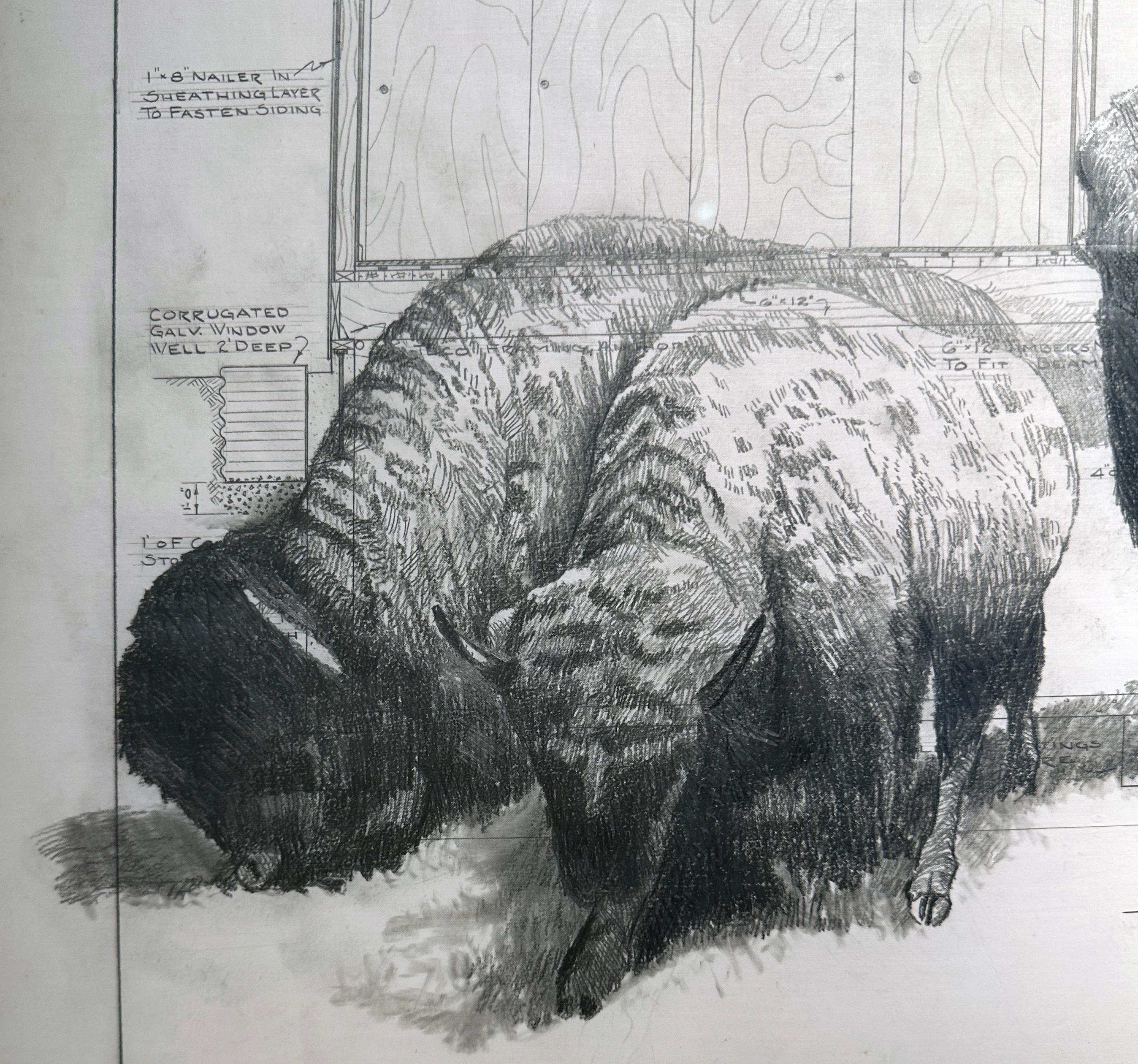 Base graduata e livellata - Buffalo in grafite su disegni architettonici antichi - Animal Art Grigio di Don Pollack