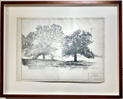 Levantamiento de planos - Árboles en grafito sobre pergamino antiguo Dibujo arquitectónico