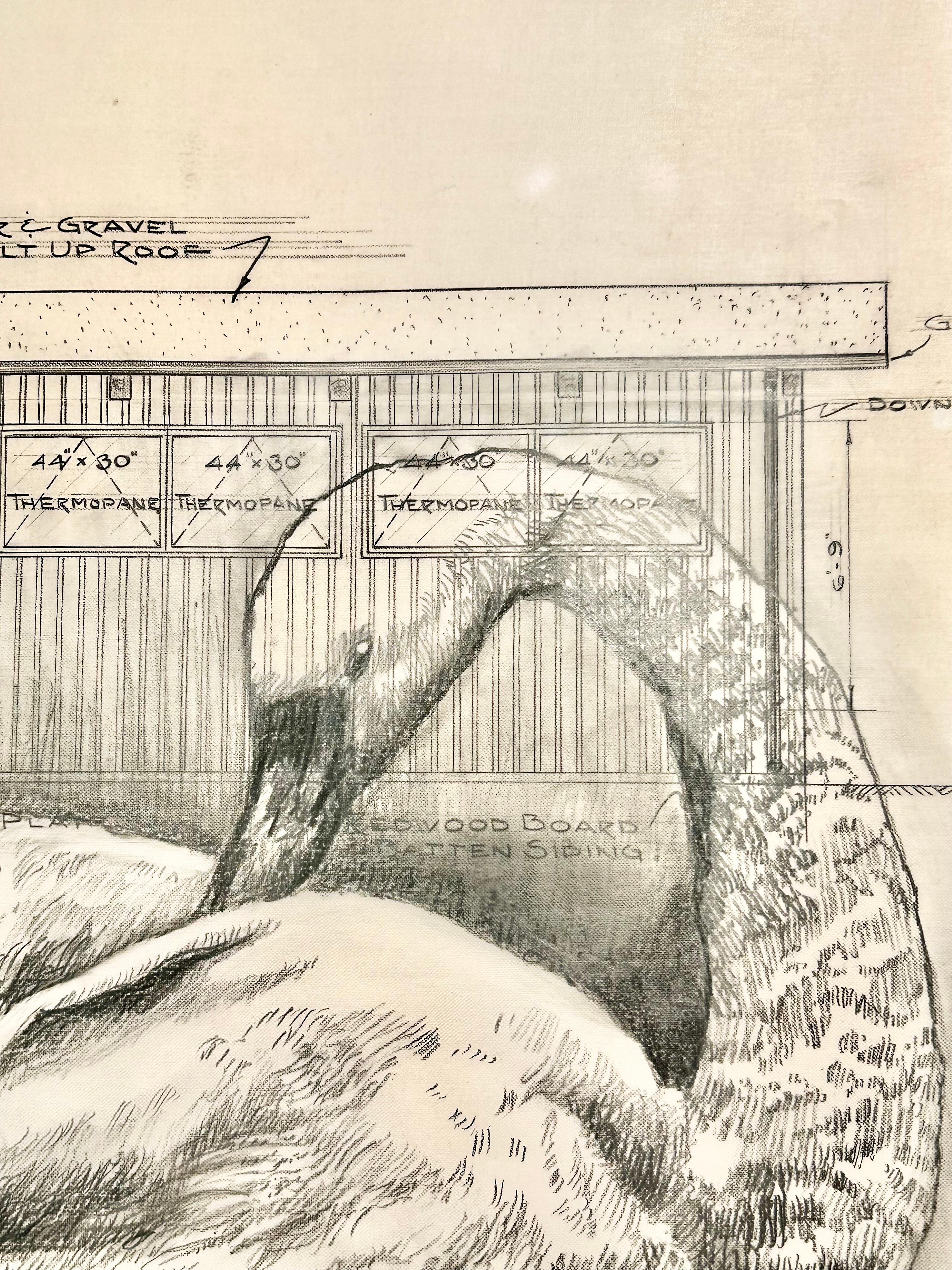 Trasformato - Cigno in grafite su disegno architettonico in Vellum antico 1