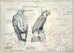 Un œil pour le détail - Eagles en graphite sur dessins architecturaux anciens 