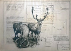 Passaggio libero - Disegno architettonico di cervi in grafite su Vellum antico