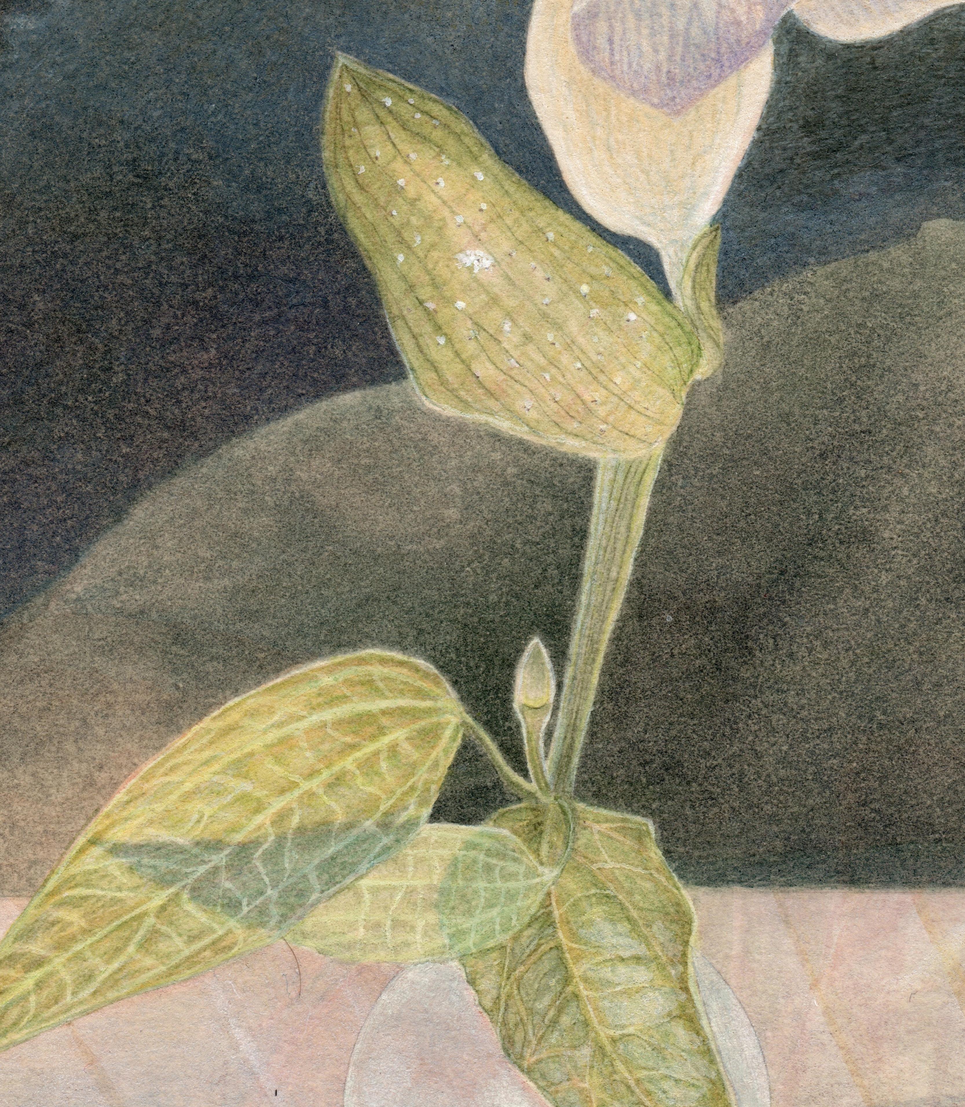 Thunbergia - aquarelle fleur et paysage sur papier - Christina Haglid en vente 7