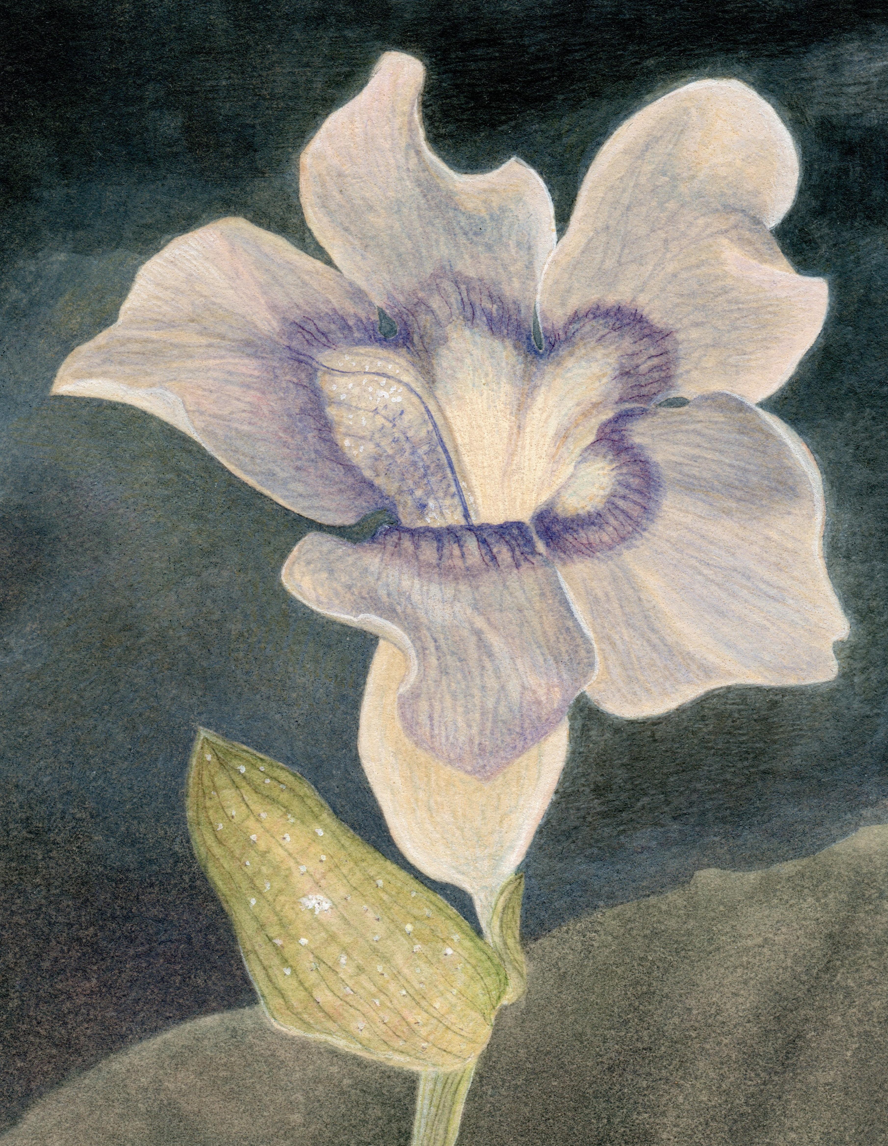 Thunbergia - aquarelle fleur et paysage sur papier - Christina Haglid en vente 6