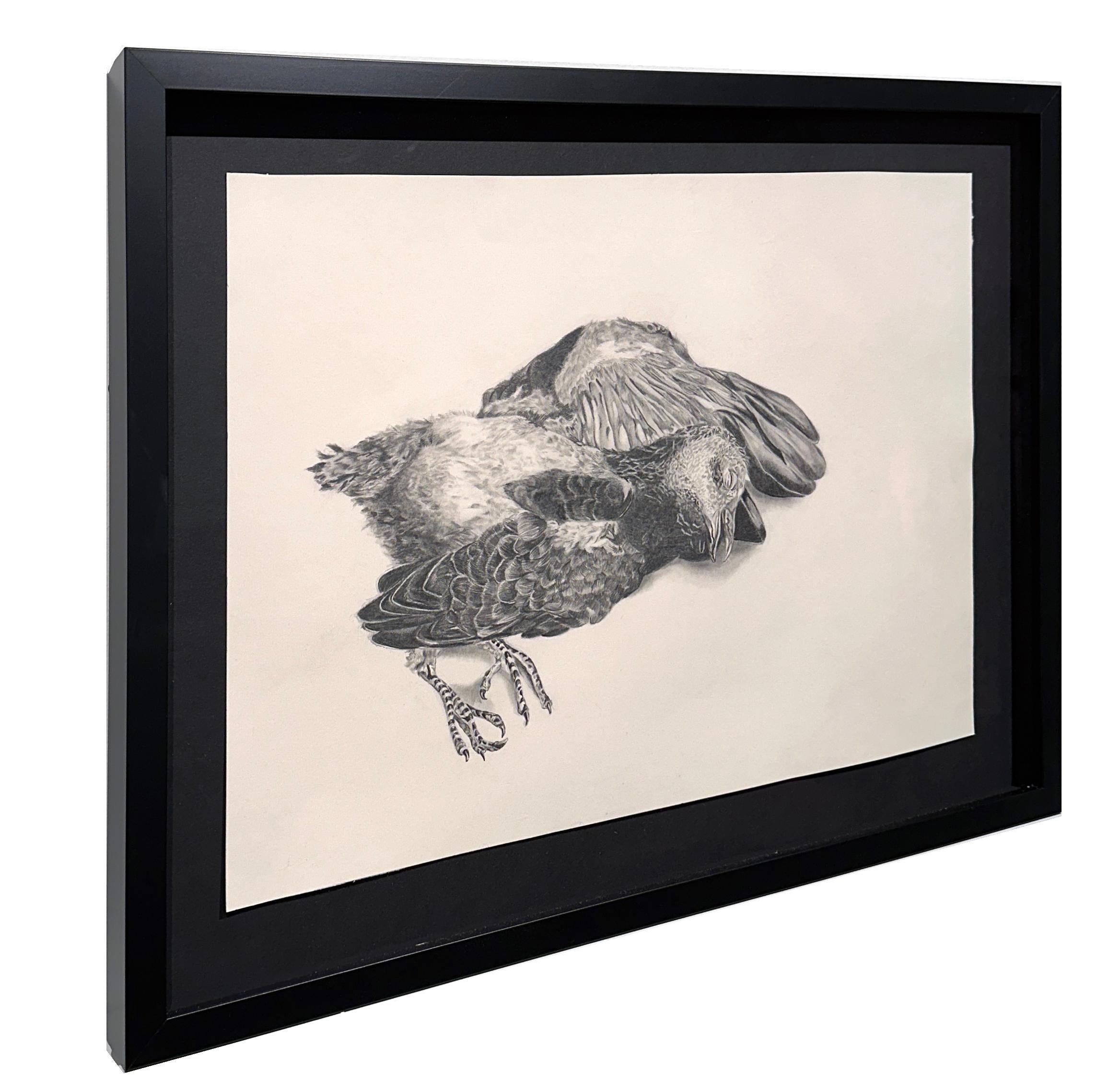 Fallen - Realistic Small Scale Graphite Drawing of Bird - Art by Adrian Barquero