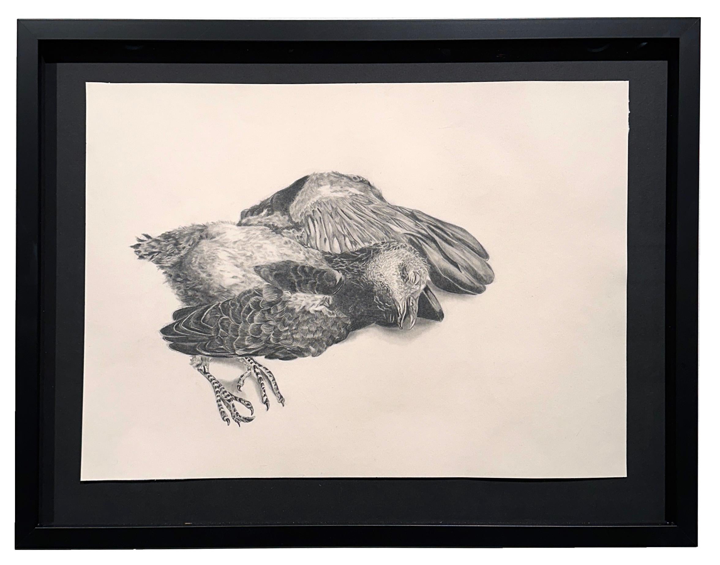 Adrian Barquero
Fallen, 2024
graphite on paper
8h x 12w in
20.32h x 30.48w cm
Framed dimensions:
17h x 21.75w x 1.50d in
43.18h x 55.24w x 3.81d cm
ABQ013

The artwork depicts a realistic rendition of a lifeless bird. The detailed finished and