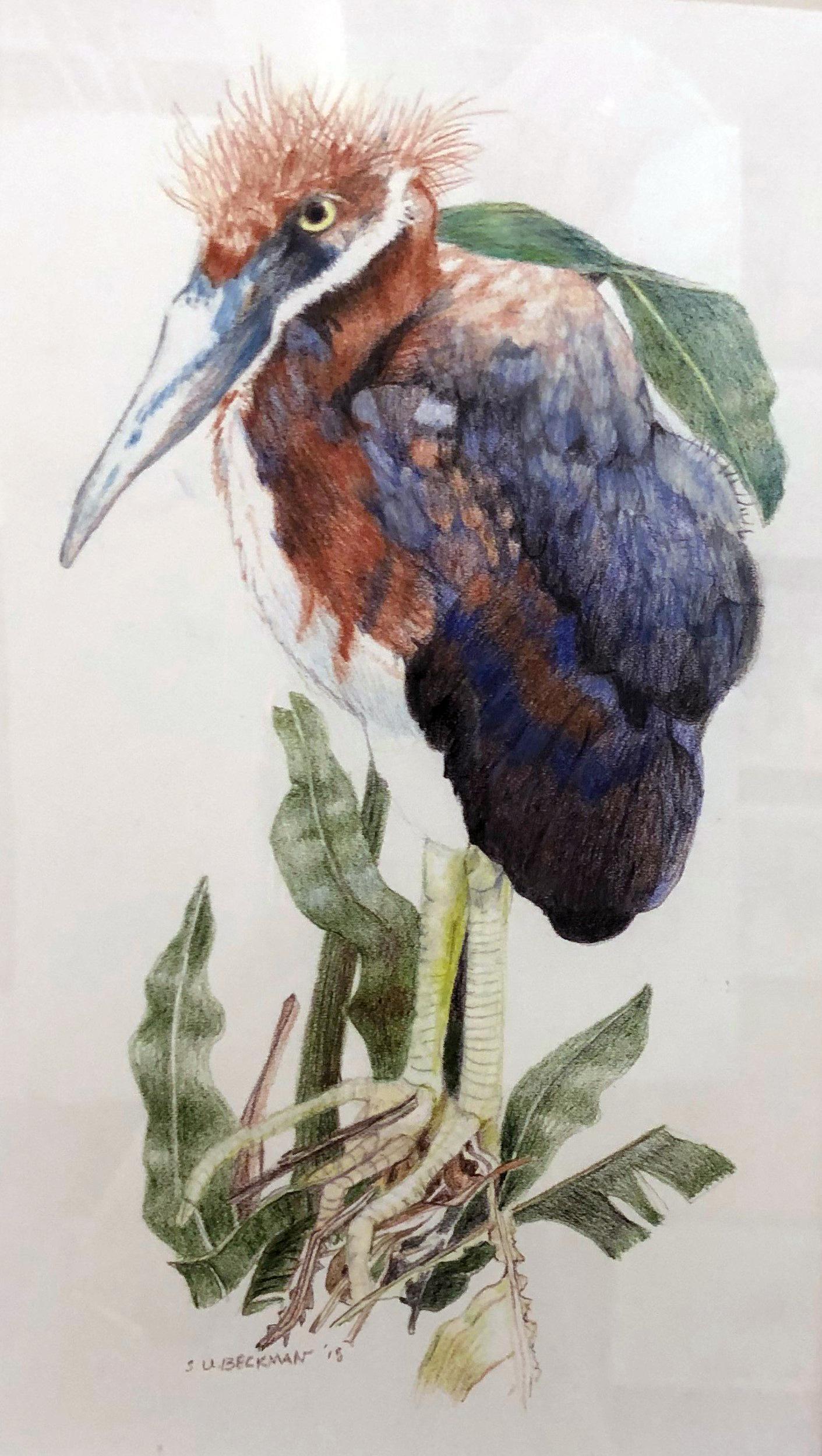 Animal Still-life Drawings and Watercolors