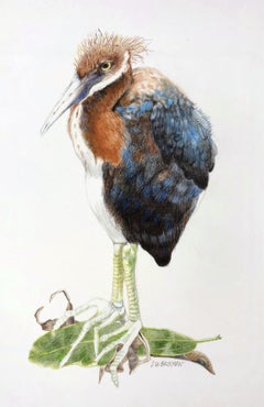 Herony III - Original Colored Pencil Drawing of a Heron, Framed