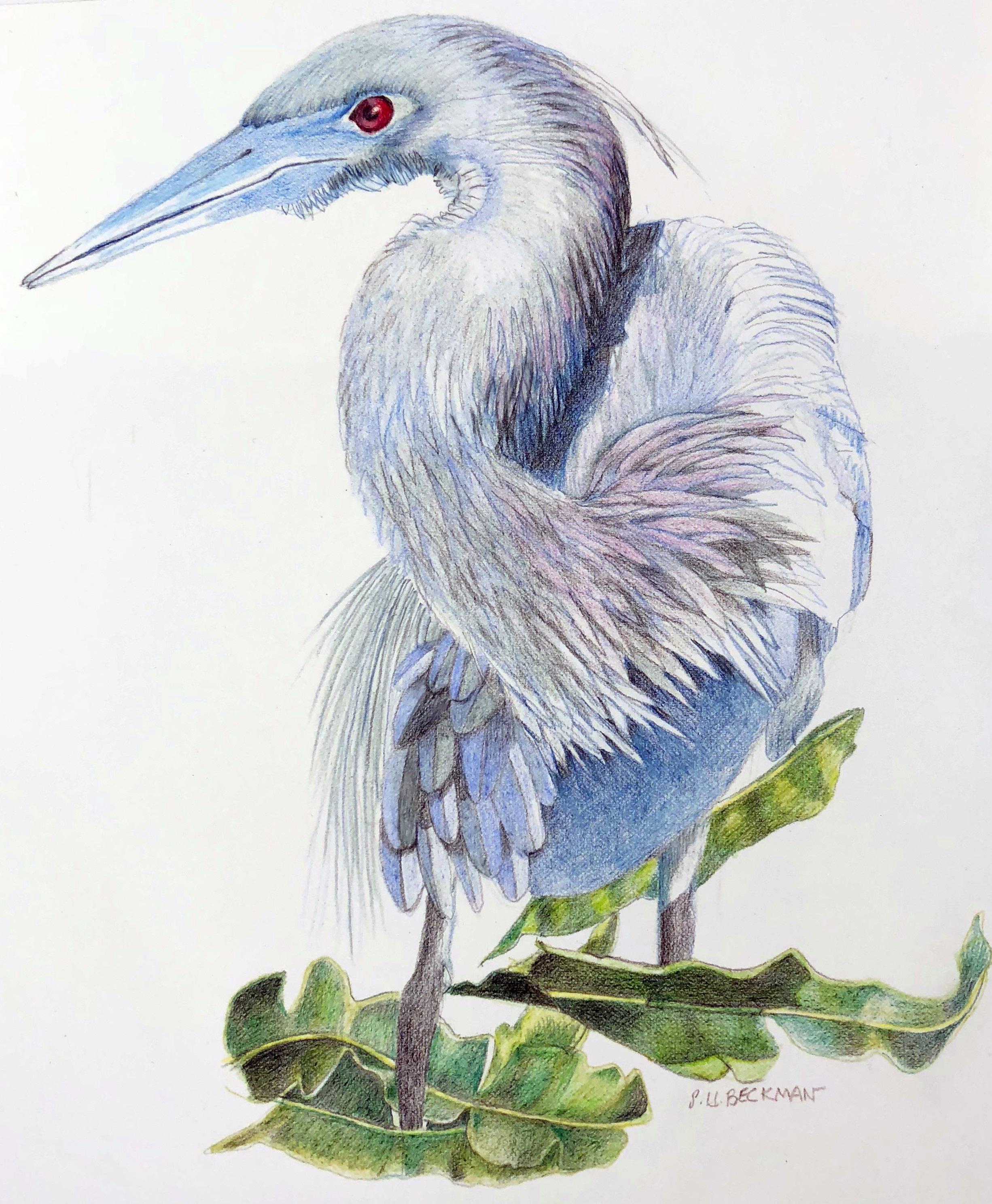 Sylvia Beckman Animal Art - Blue Heron II