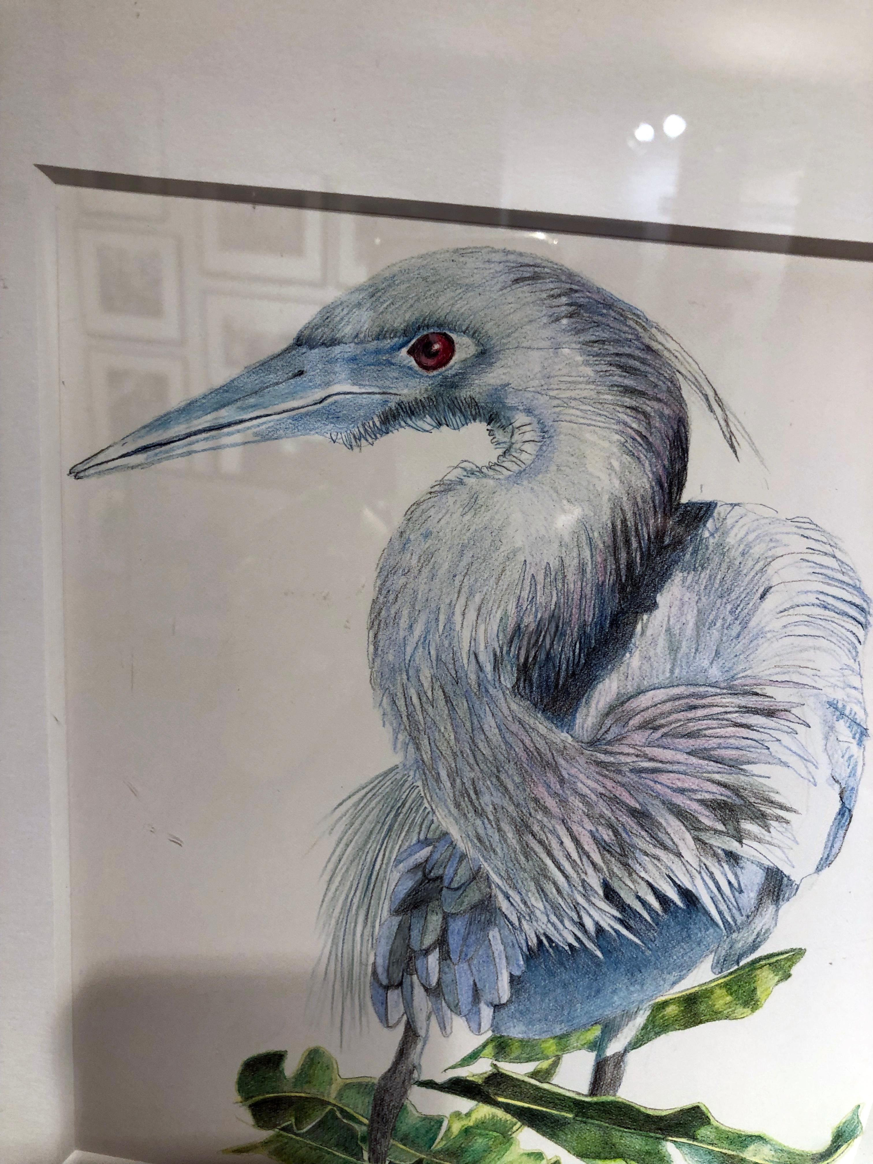 great blue heron drawing