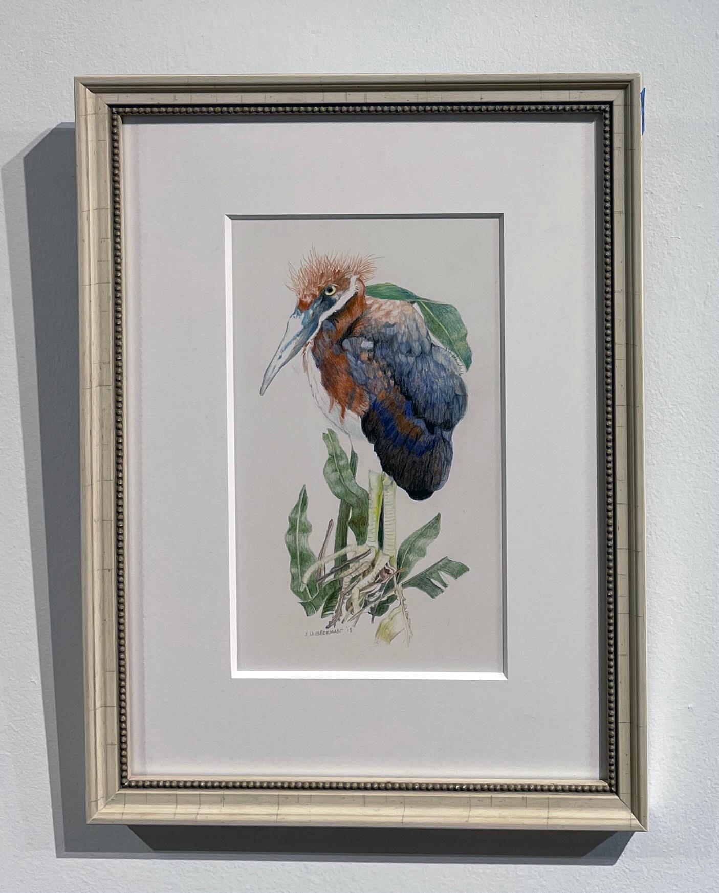 Herony III - color pencil drawing of newly hatched Heron - Art by Sylvia Beckman