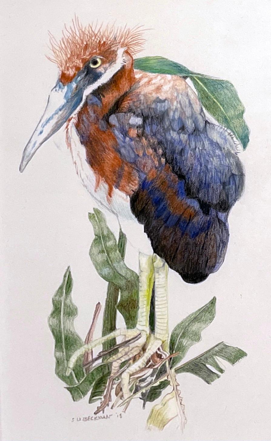 Animal Art Sylvia Beckman - dessin au crayon en couleur Herony III représentant un Heron nouvellement attaché