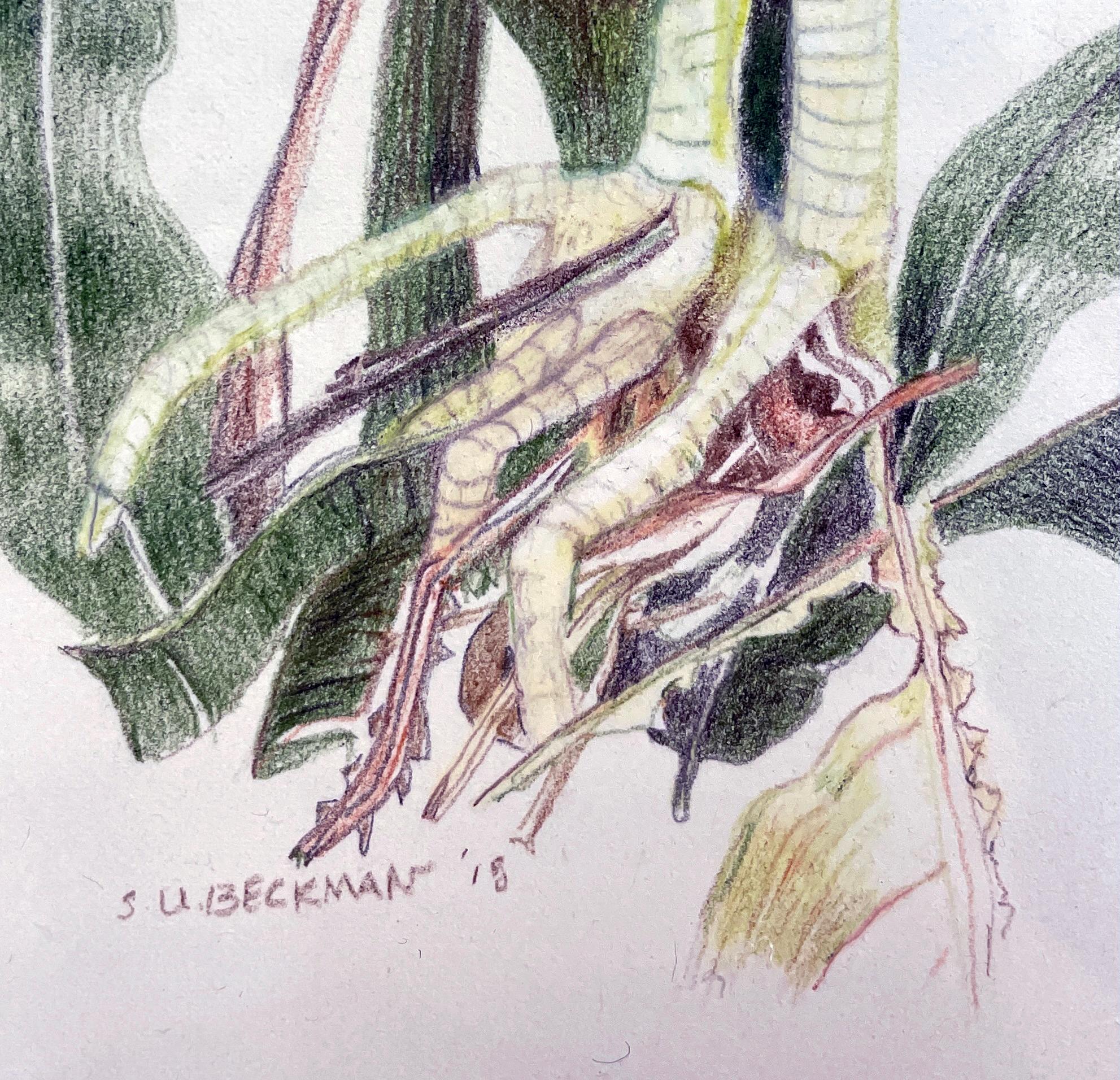 dessin au crayon en couleur Herony III représentant un Heron nouvellement attaché - Contemporain Art par Sylvia Beckman