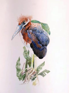 Herony III - color pencil drawing of newly hatched Heron