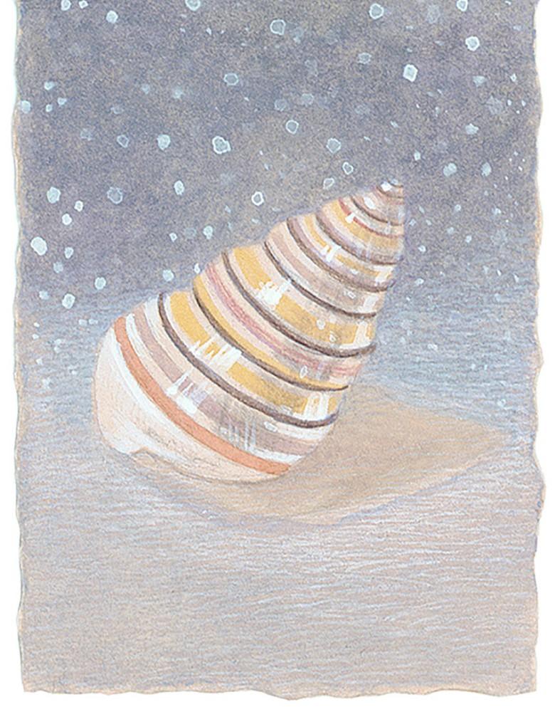 Regenbogenmuschel - Aquarell einer zinnfarbenen Regenbogenmuschel auf blauem Hintergrund – Art von Christina Haglid