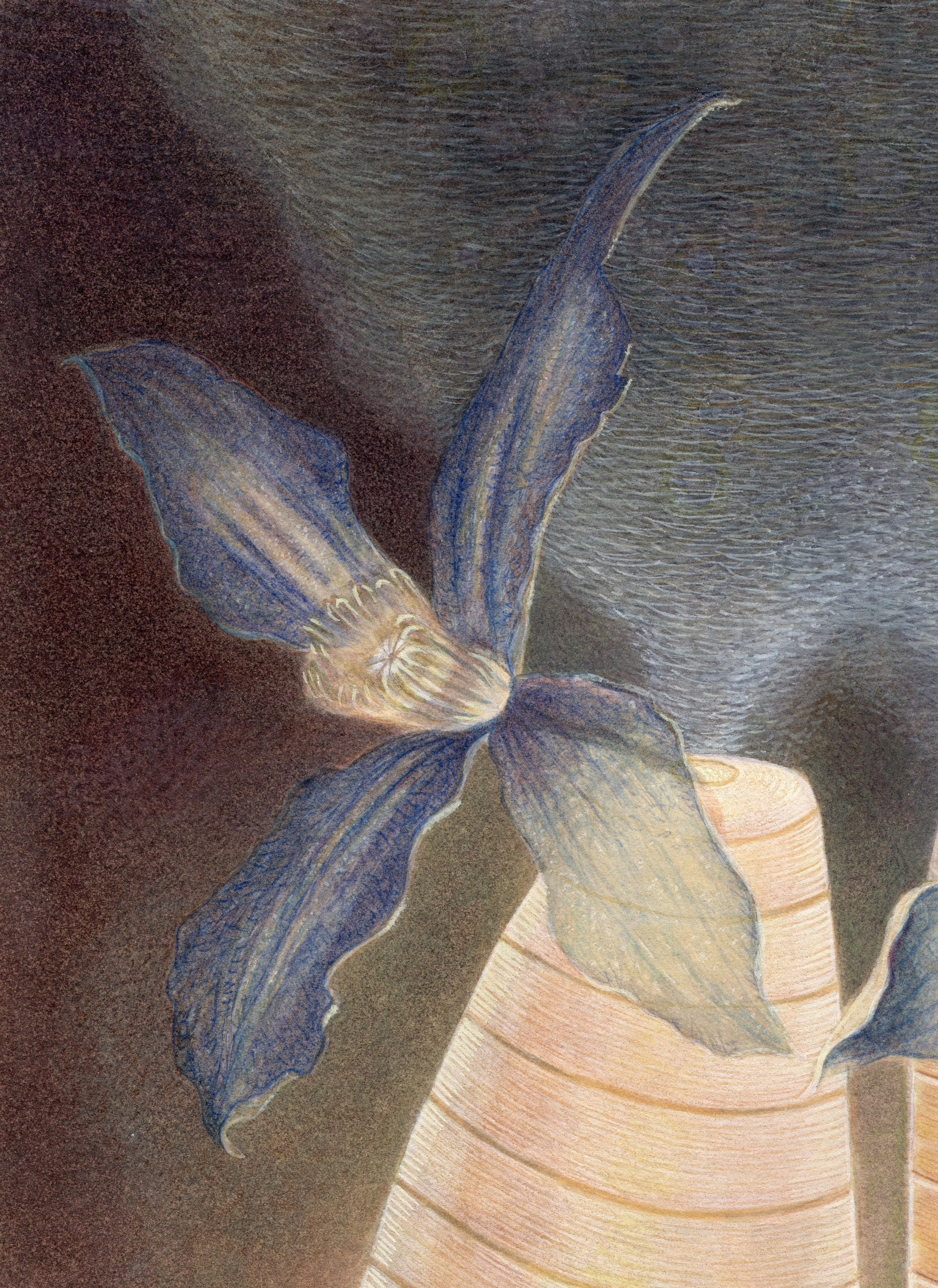  Janus, botanisches Aquarell und Gouache auf Papier, 2 Knospenvasen mit lila Blumen, Janus – Art von Christina Haglid