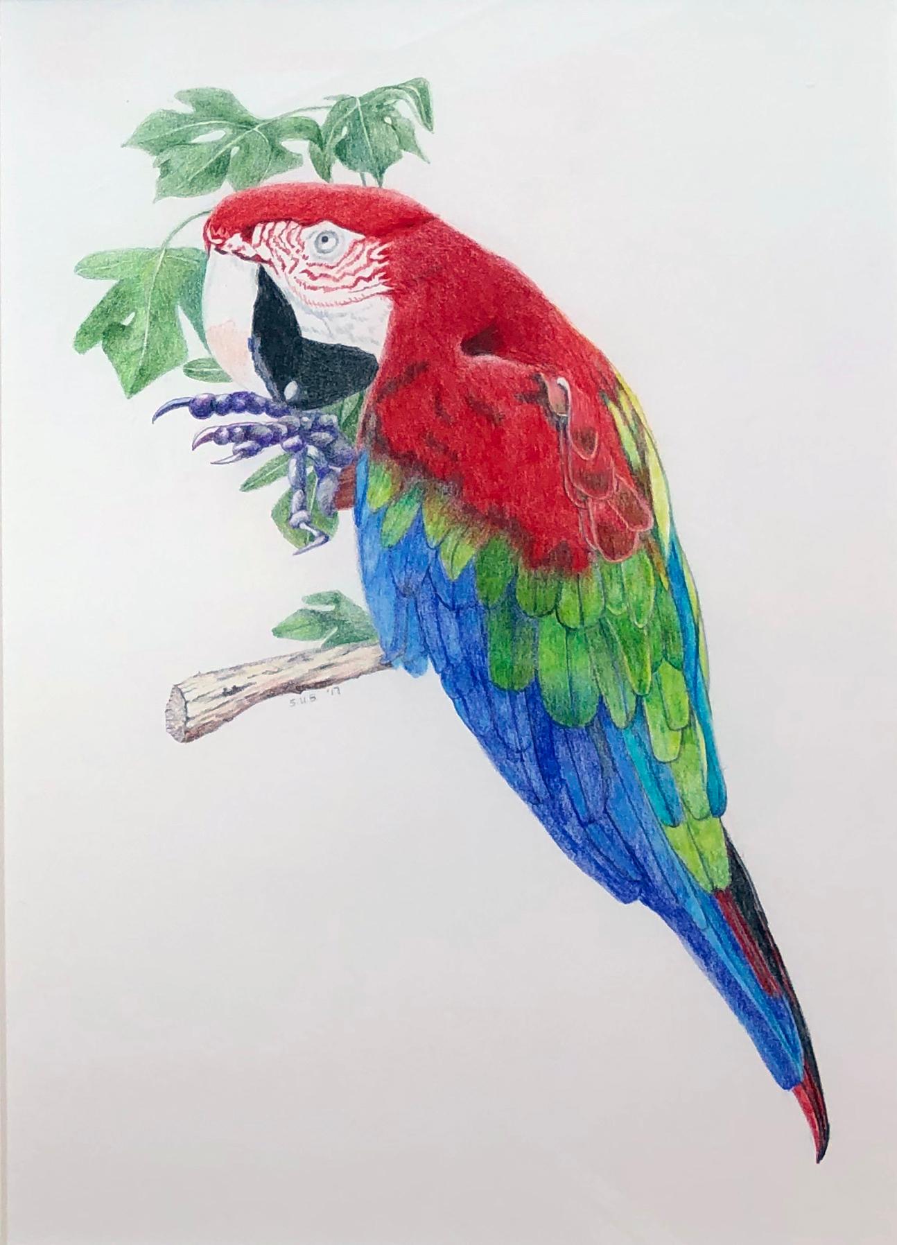 Sylvia Beckman Still-Life - Parrot, Brightly Colored Tropical Bird, Color Pencil on Paper, Framed