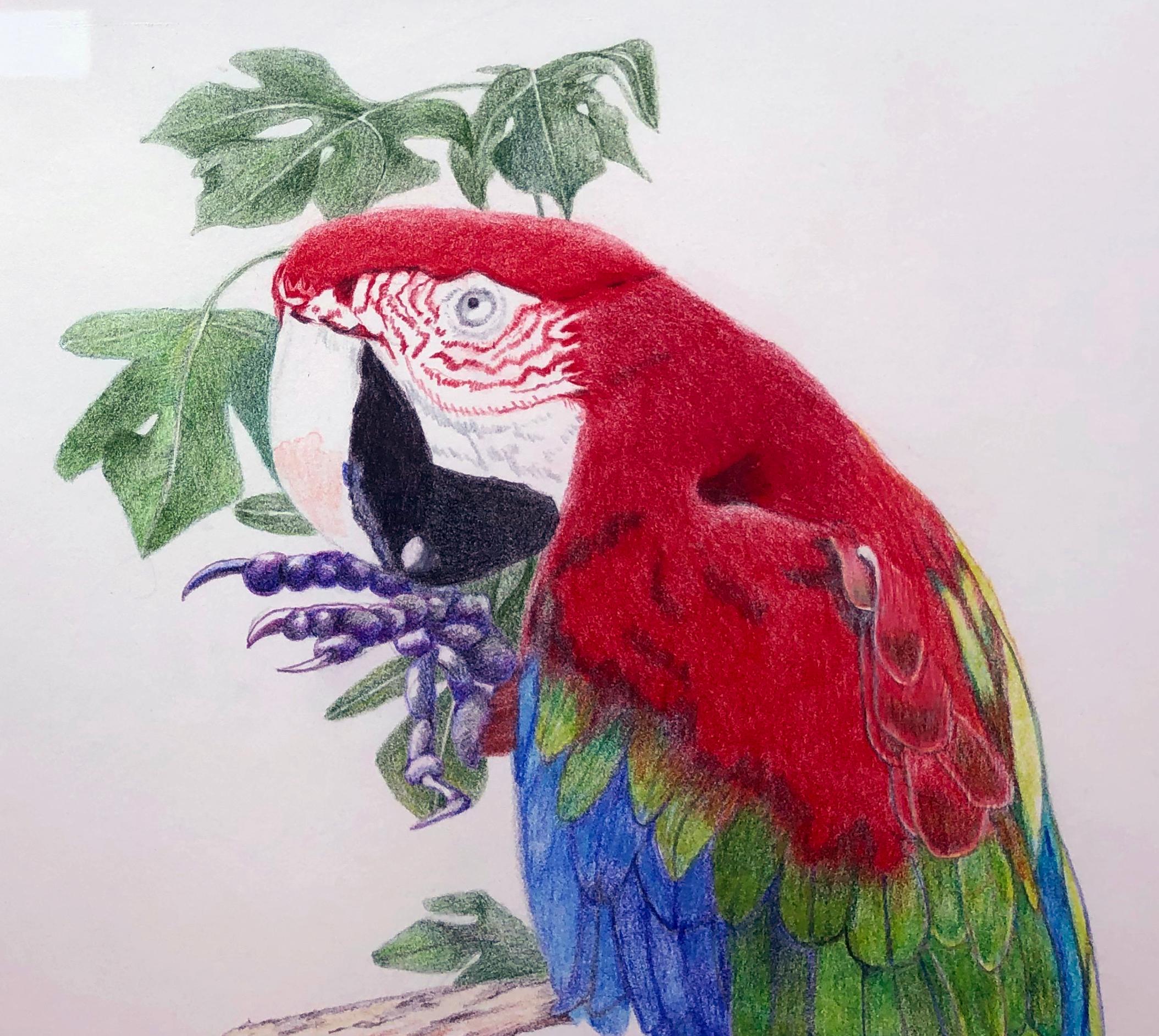 Parrot, Brightly Colored Tropical Bird, Color Pencil on Paper, Framed - Art by Sylvia Beckman