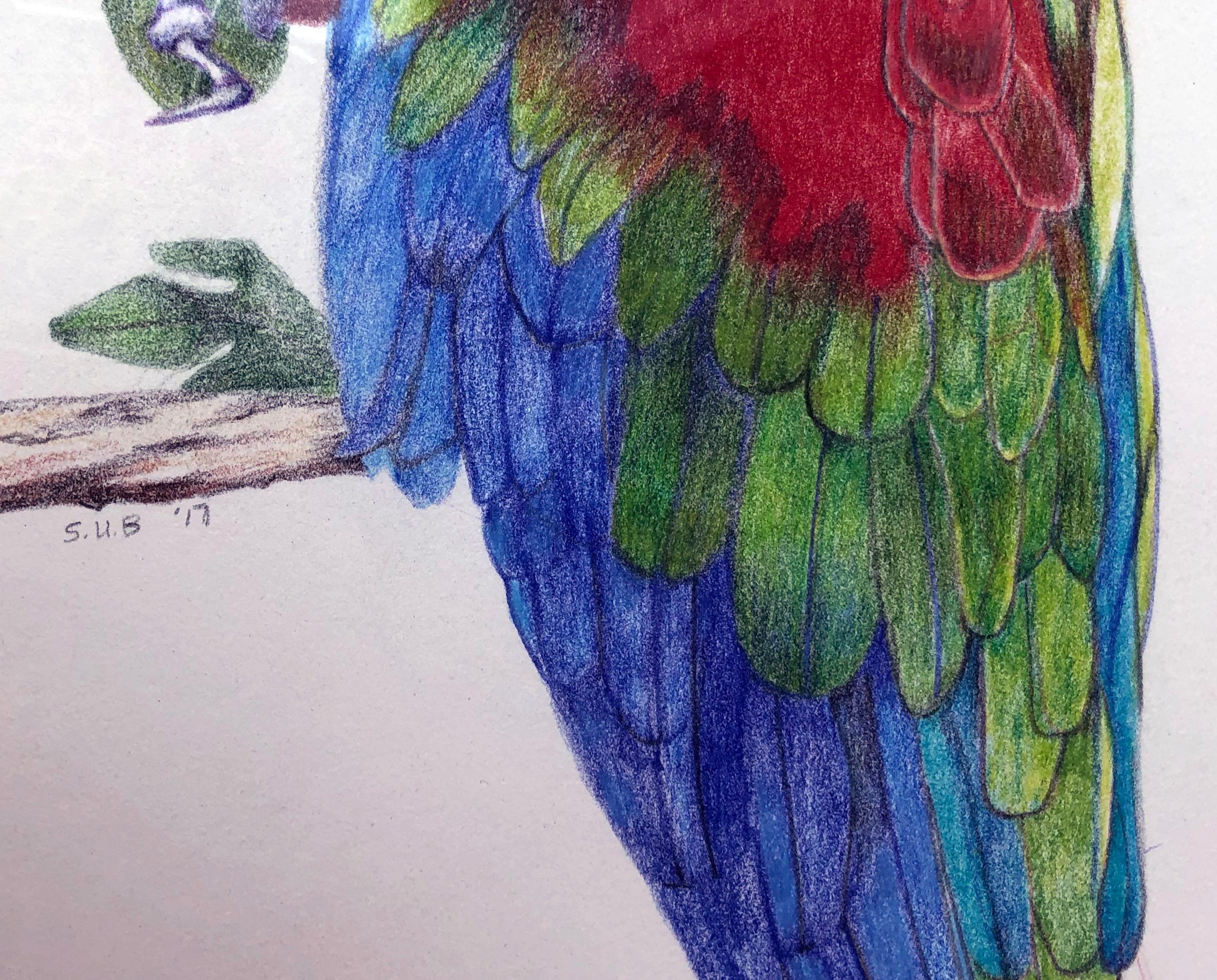 parrot colour pencil drawing