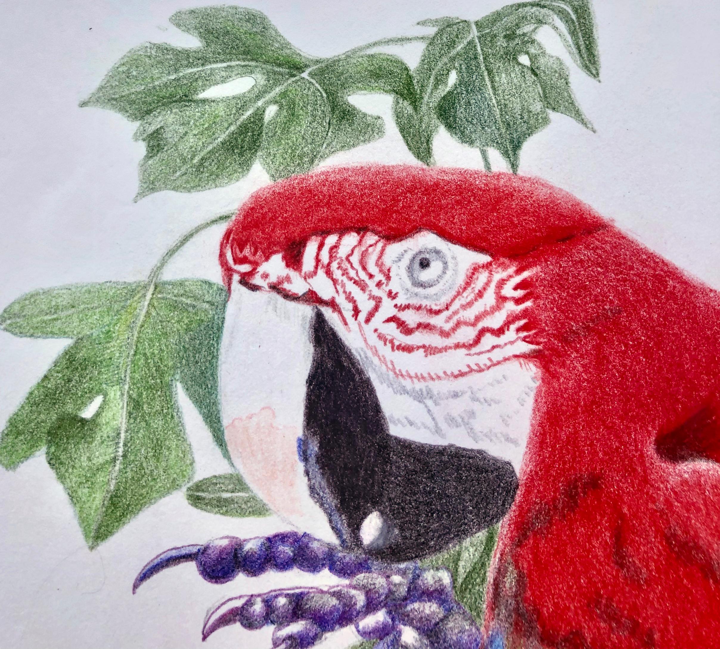 parrot color pencil drawing