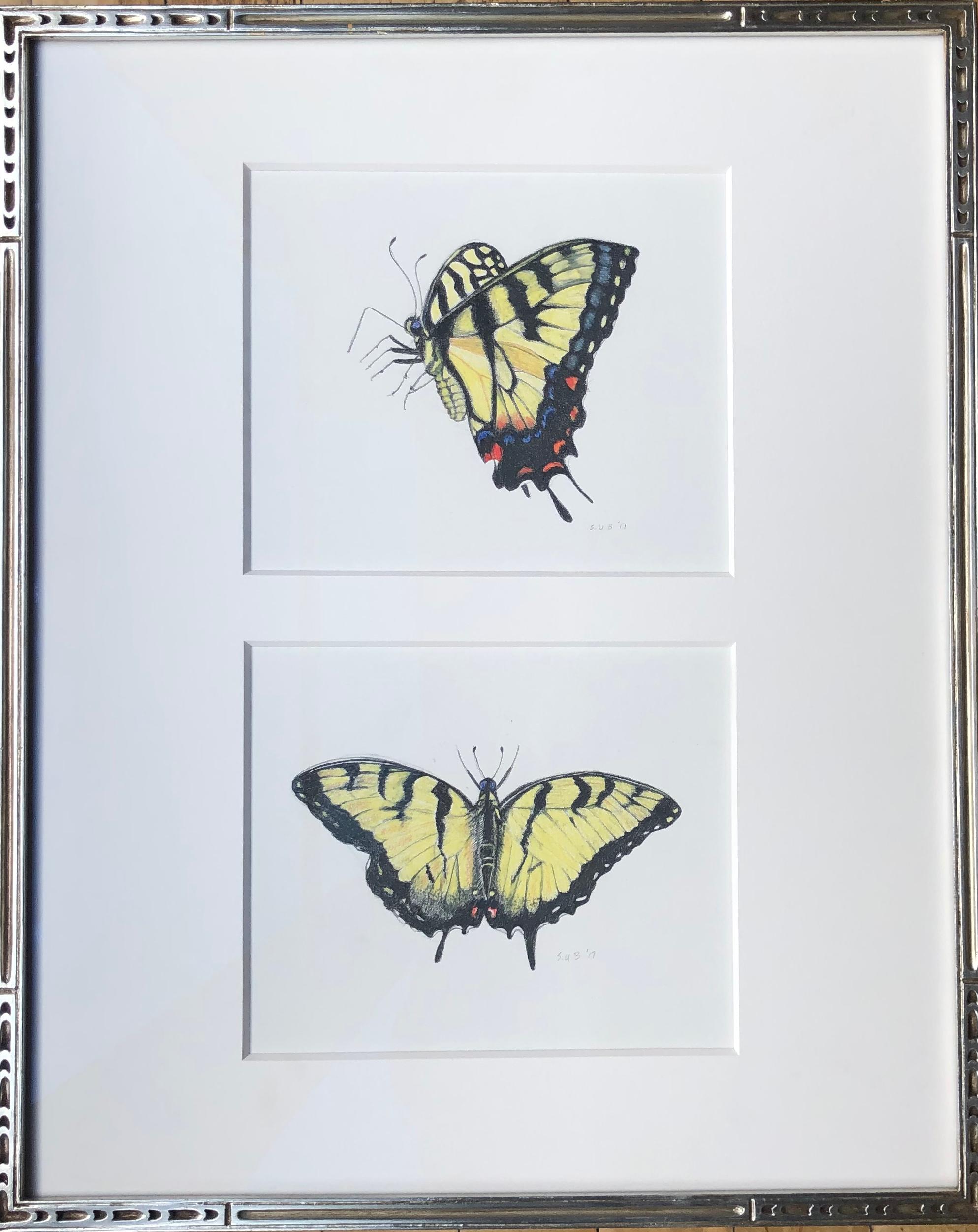 Sylvia Beckman Animal Art - Swallow Tails, Two Yellow Tiger Swallowtail Butterflies, Color Pencil, Framed