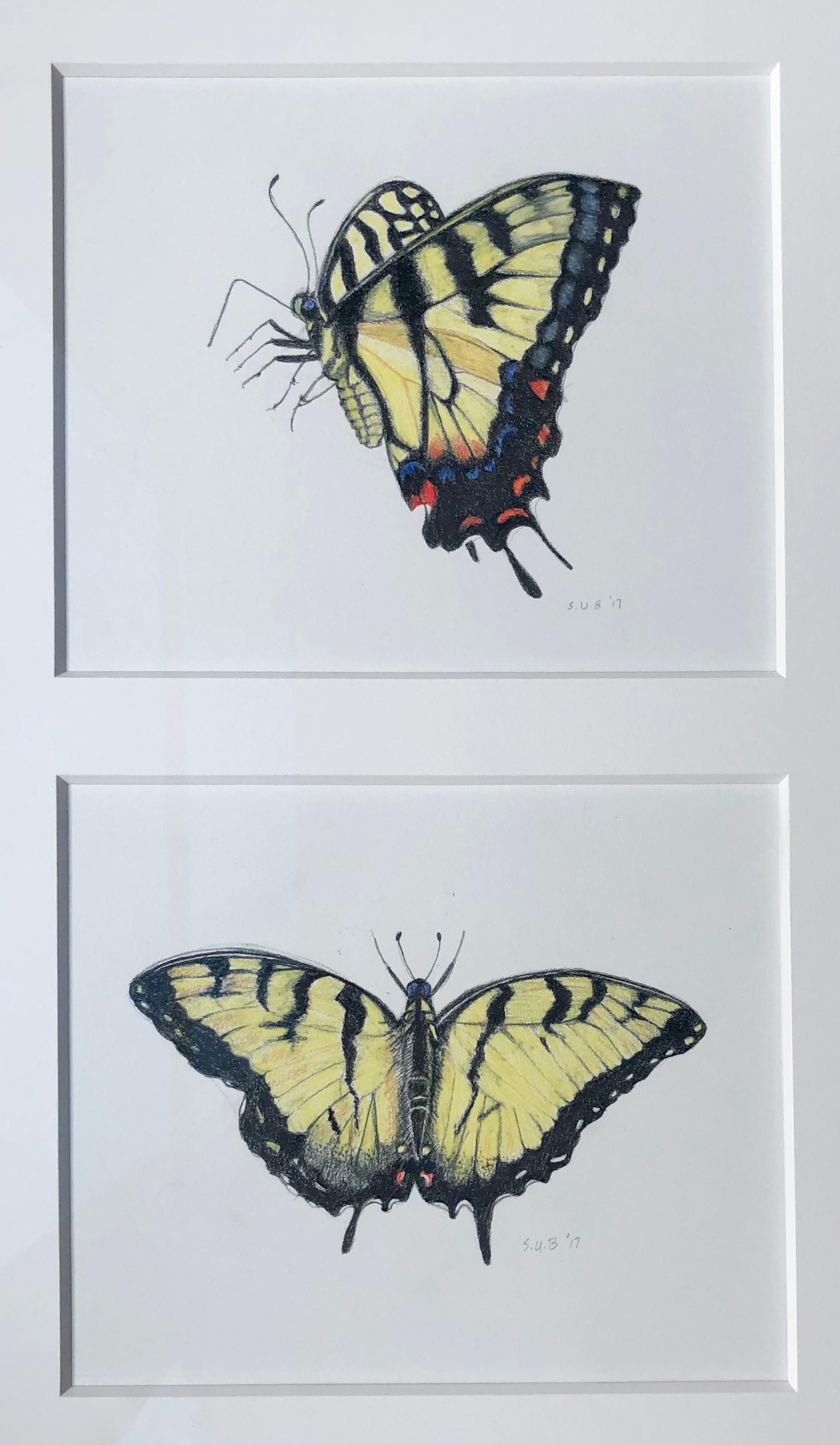 Swallow Tails, Two Yellow Tiger Swallowtail Butterflies, Color Pencil, Framed - Art by Sylvia Beckman