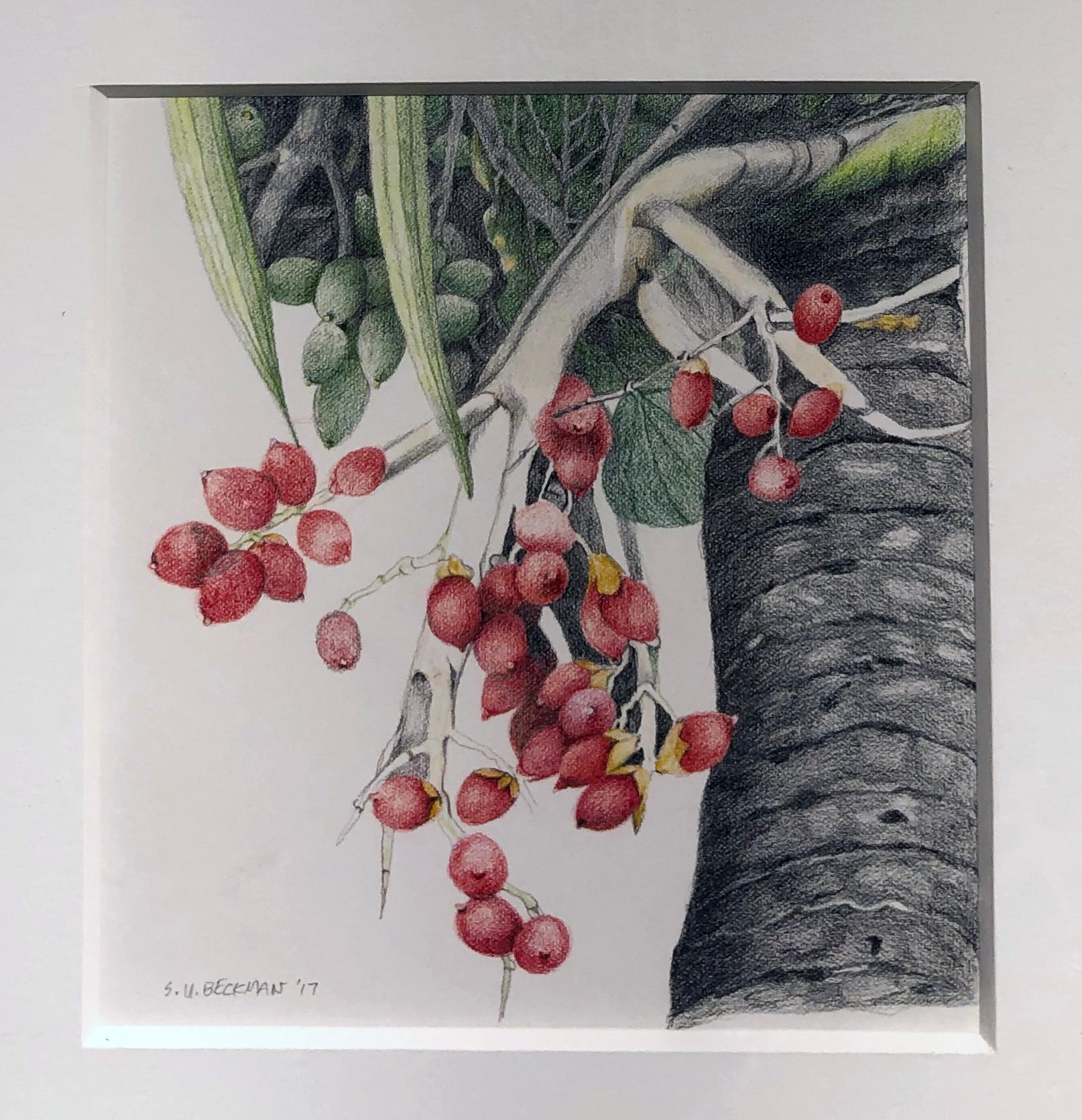 Named for its red fruit that tends to bloom during the Holiday Season, the Christmas Palm is shown here with all its beautiful flowers.  Drawn in colored pencil with fine detail, this botanical drawing is matted with a heavy white mat and framed in
