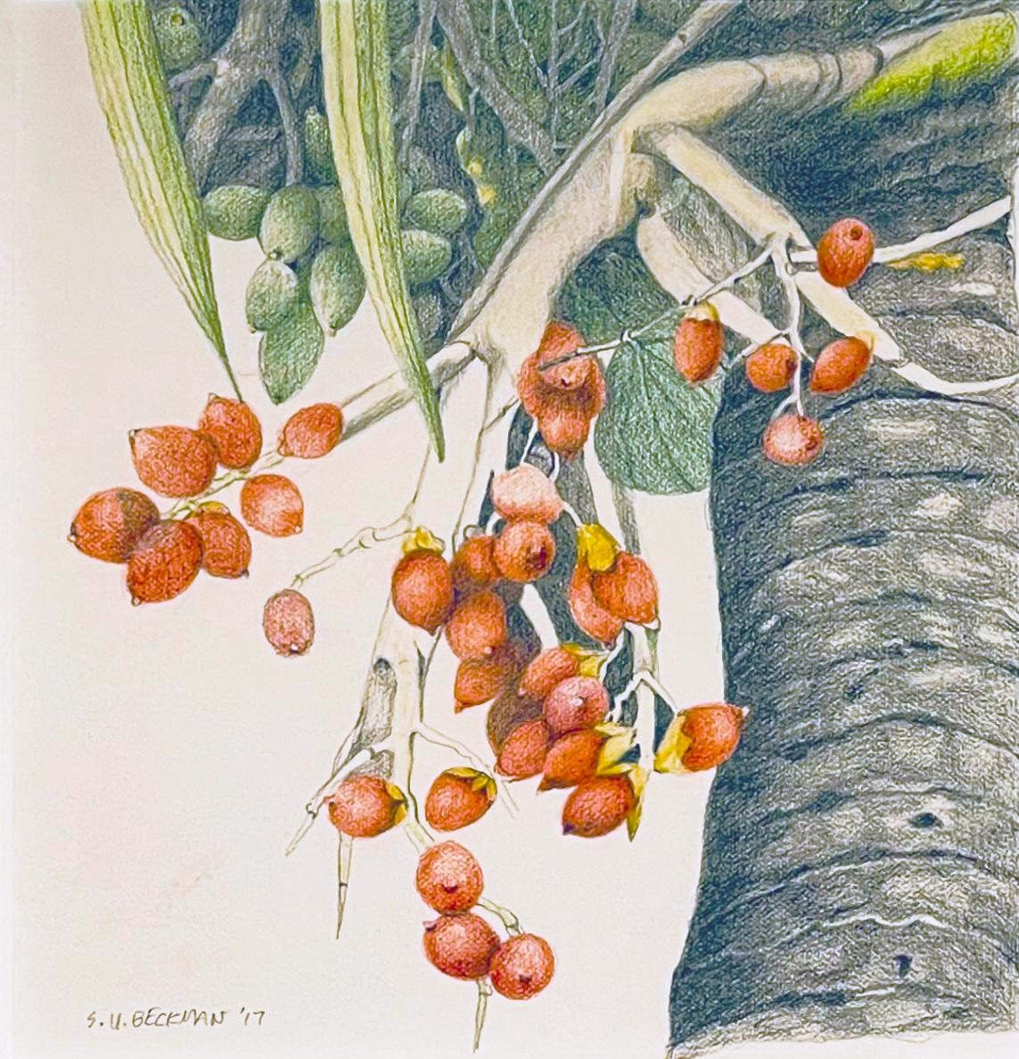 Christmas Palm, Botanical Drawing, Colored Pencil on Paper, Framed in Silver - Art by Sylvia Beckman