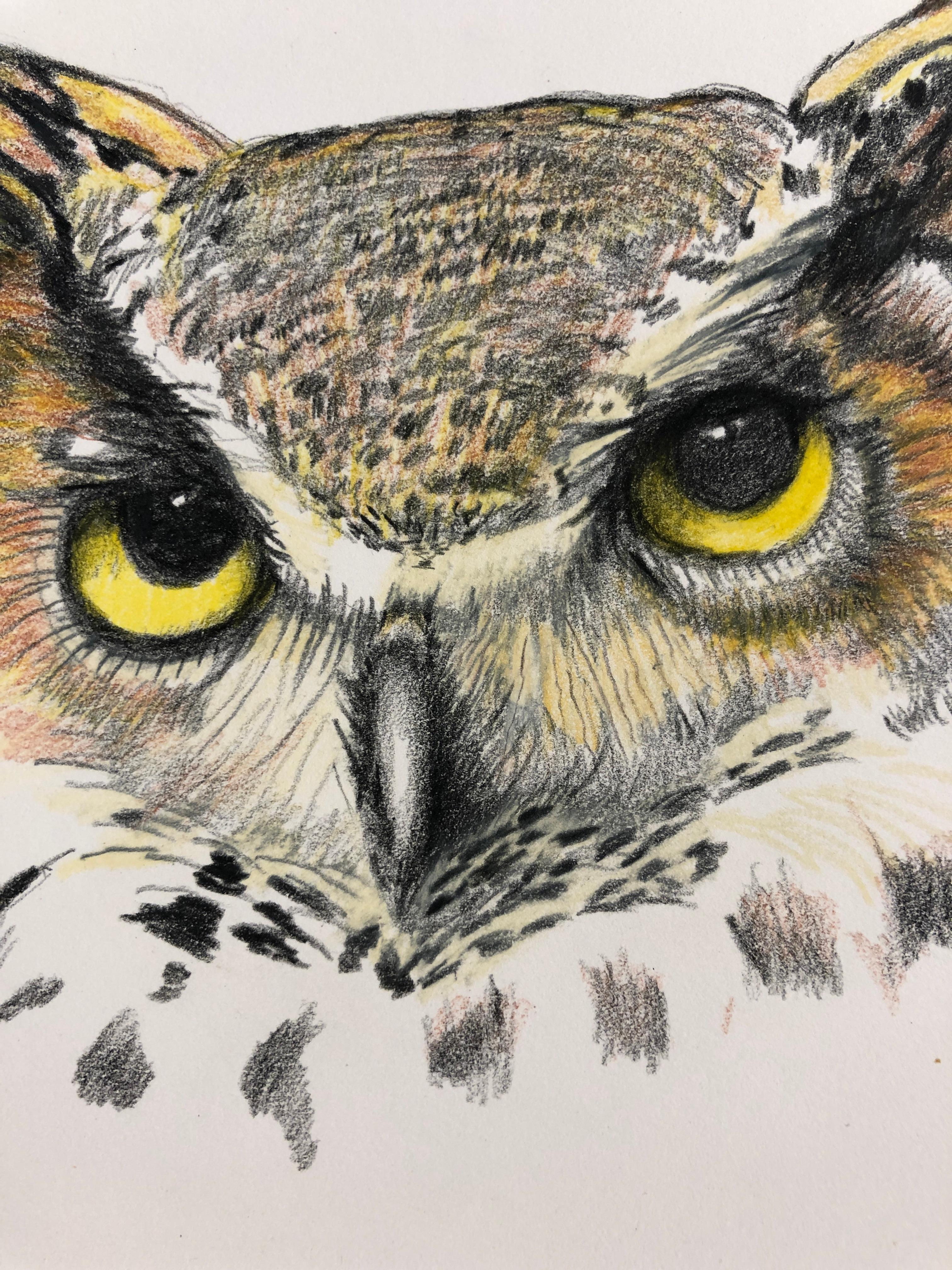 great horned owl drawing