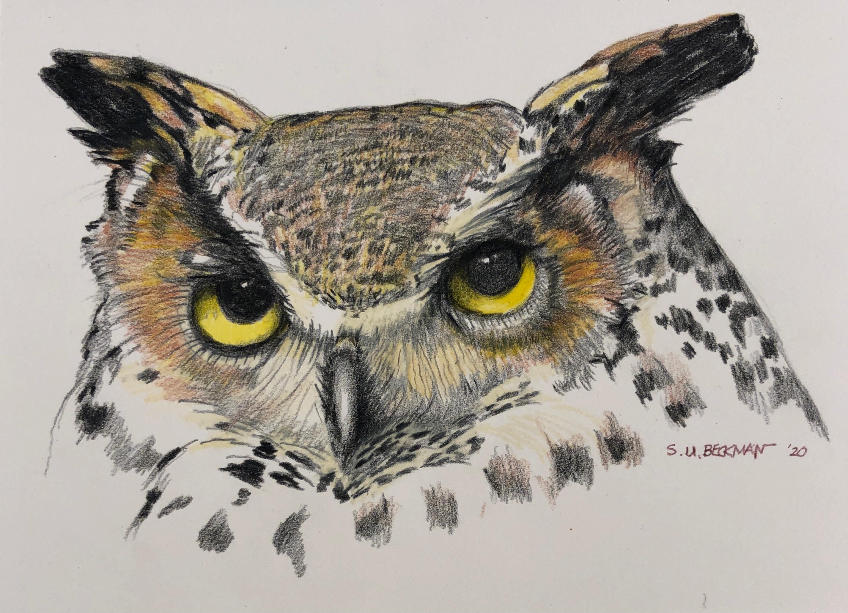 Owl - Colored Pencil Drawing of a Great Horned Owl