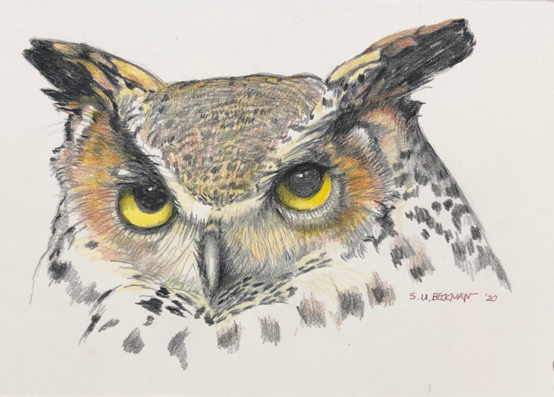 Eule - Buntstiftzeichnung einer Great Horned Owl, gerahmt (Zeitgenössisch), Art, von Sylvia Beckman