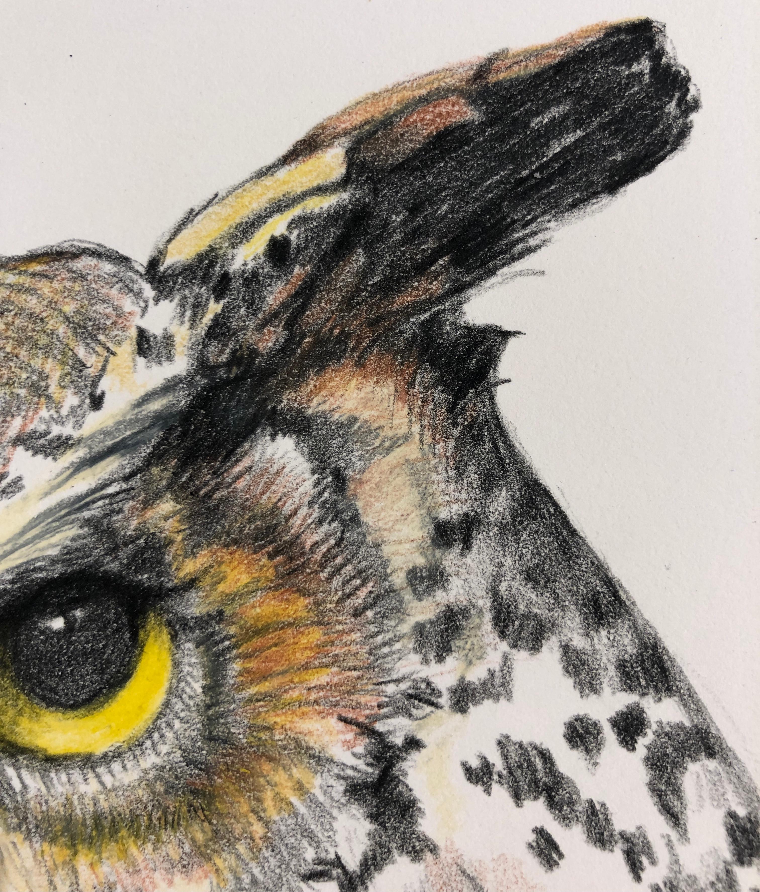owl drawings with color