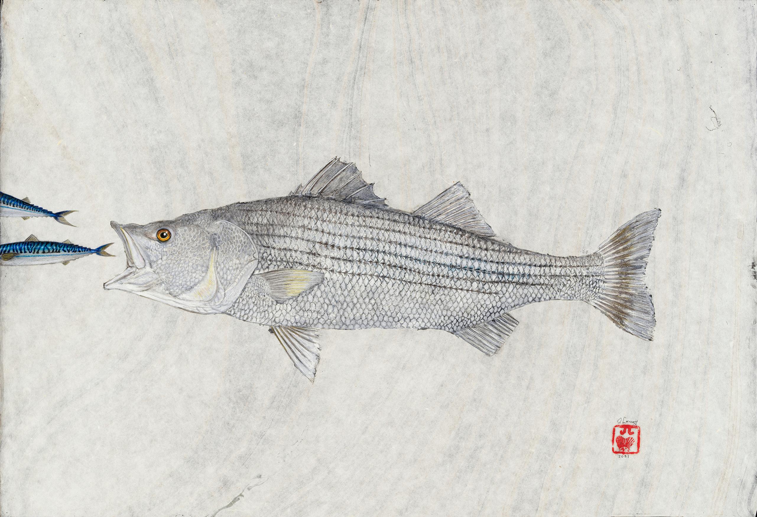 Big Mack Attack - Striped Bass Eating a Mackerel, Watercolor on Mulberry Paper 